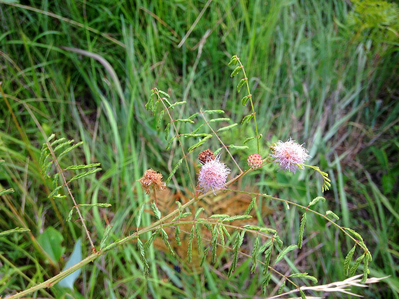 Littleleaf Sensitive-briar (Mimosa microphylla) - PlantNative.org Littleleaf Sensitive-briar (Mimosa microphylla) trailing stem with fern-like bipinnate leaves and fluffy pink pom-pom flowers