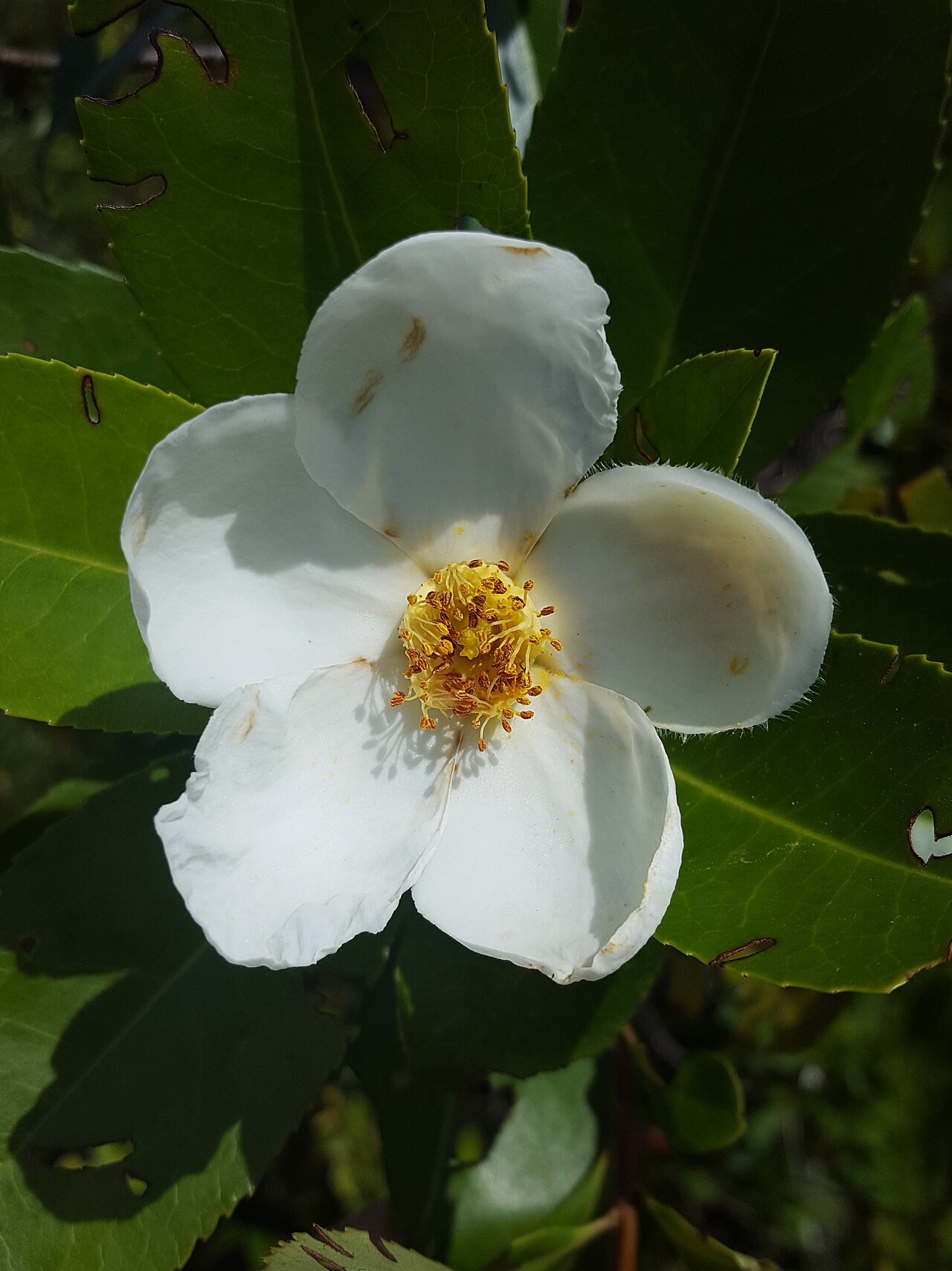 Loblolly Bay (Gordonia lasianthus) - PlantNative.org Close-up of a Loblolly Bay (Gordonia lasianthus) flower showing five white crinkled petals and a central cluster of yellow stamens, beside a finely toothed leathery leaf
