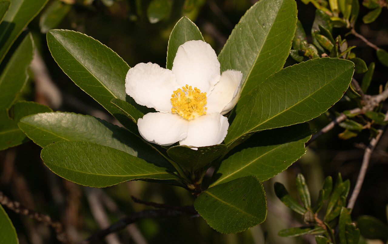 Loblolly Bay (Gordonia lasianthus) - PlantNative.org Loblolly Bay (Gordonia lasianthus) flower surrounded by glossy, leathery, finely serrated leaves