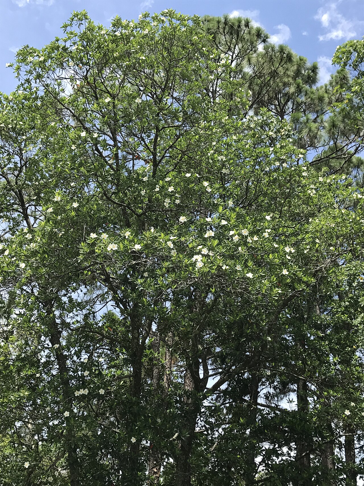 Loblolly Bay (Gordonia lasianthus) - PlantNative.org Loblolly Bay (Gordonia lasianthus) tree in bloom, its crown dotted with white flowers above a pine overstory