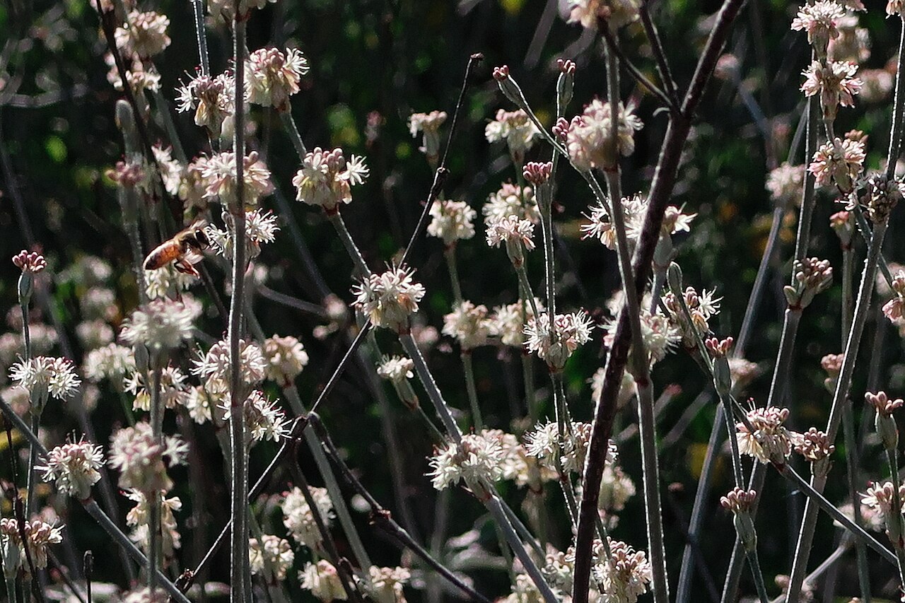 Long-Stemmed Buckwheat (Eriogonum elongatum) - PlantNative.org Long-stemmed buckwheat (Eriogonum elongatum) flower clusters on wiry stems with a honeybee visiting the small cream and pink blooms