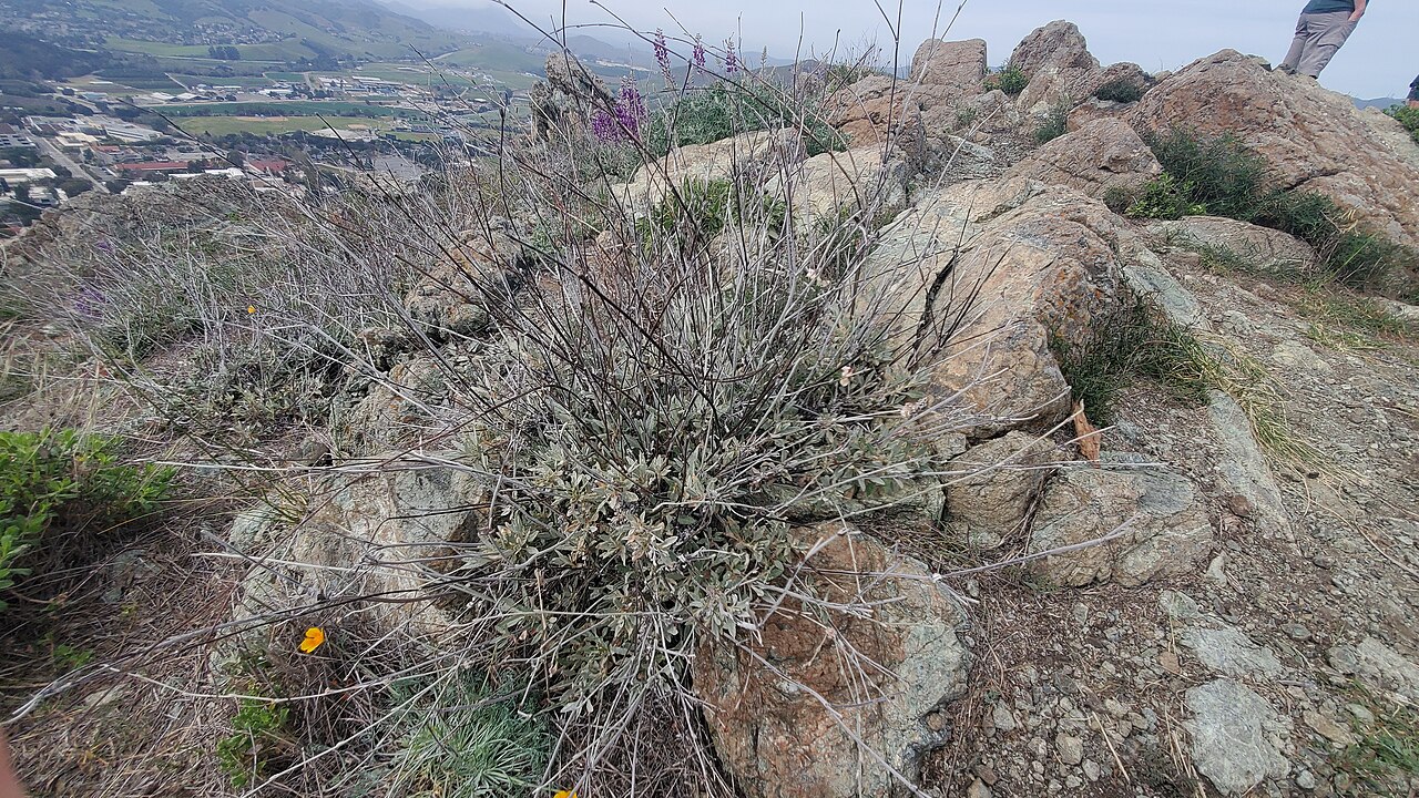 Long-Stemmed Buckwheat (Eriogonum elongatum) - PlantNative.org Long-stemmed buckwheat growing on a rocky outcrop above the coastal hills near San Luis Obispo, California