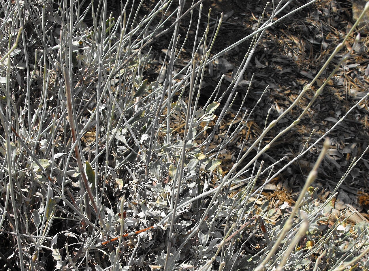 Long-Stemmed Buckwheat (Eriogonum elongatum) - PlantNative.org Close-up of long-stemmed buckwheat basal leaves and wiry gray-green stems