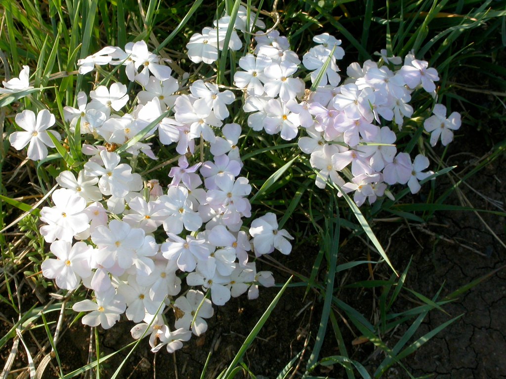 Longleaf Phlox (Phlox longifolia) - PlantNative.org Close-up of longleaf phlox (Phlox longifolia) flowers showing five flat white to pale pink petals and narrow leaves