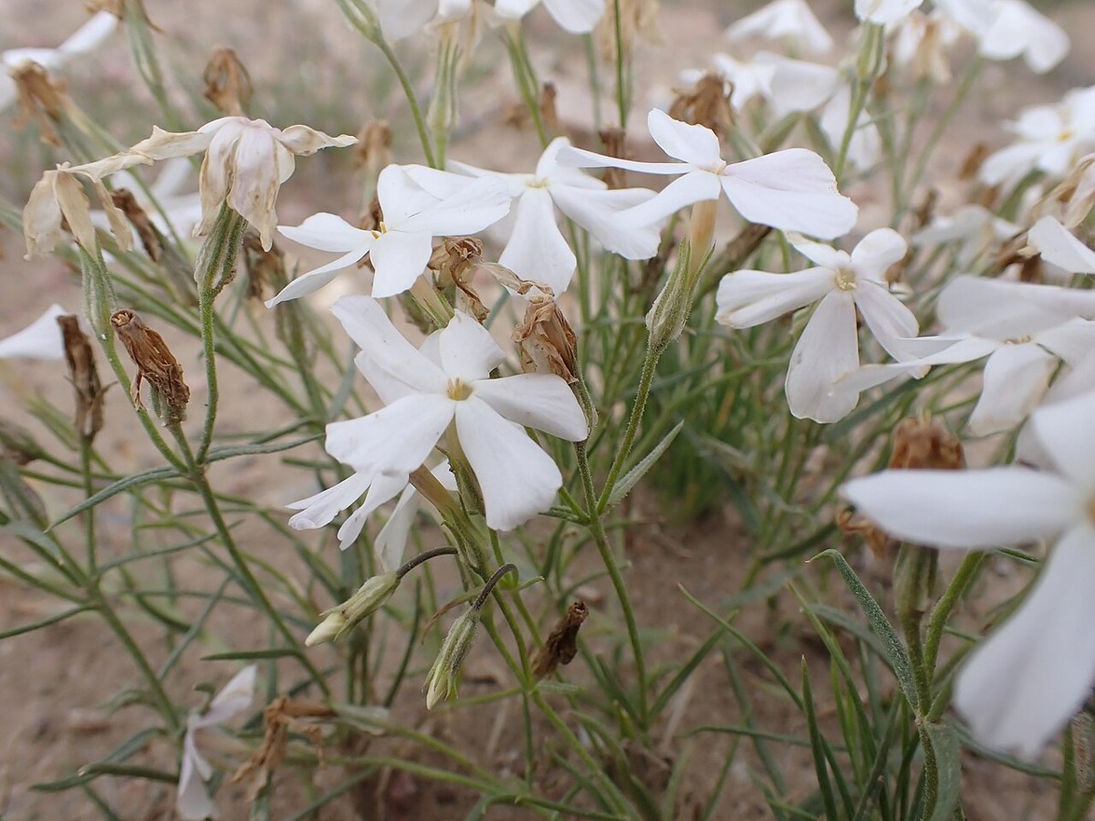 Longleaf Phlox (Phlox longifolia) - PlantNative.org Longleaf phlox (Phlox longifolia) clump covered in white to pale pink five-petaled flowers