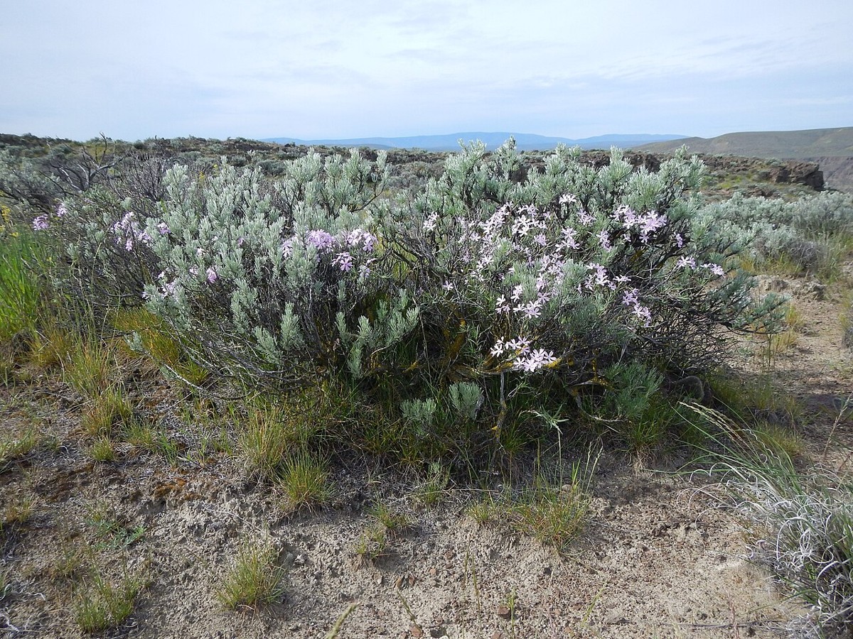 Longleaf Phlox (Phlox longifolia) - PlantNative.org Longleaf phlox (Phlox longifolia) growing among big sagebrush on a basalt caprock bluff above the Columbia River, Washington