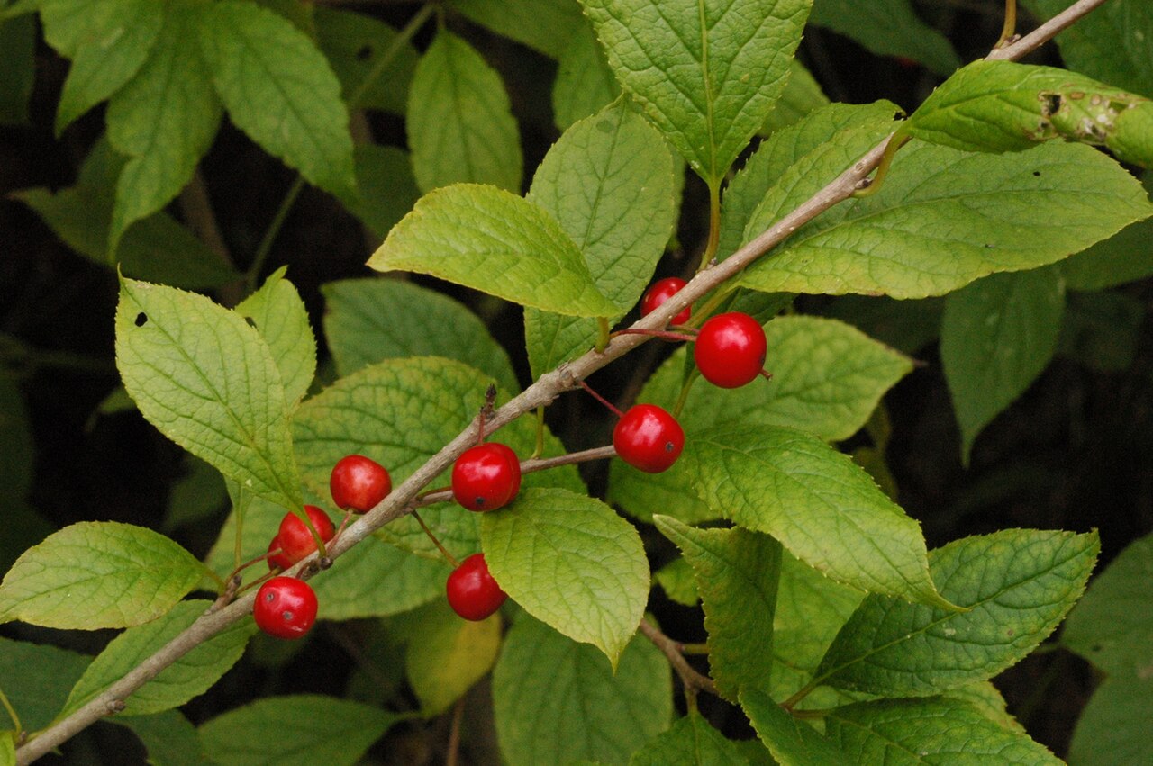 Longstalk Holly (Ilex collina) - PlantNative.org Longstalk holly (Ilex collina) branch with ripe red drupes at Cranberry Glades Botanical Area, Pocahontas County, West Virginia