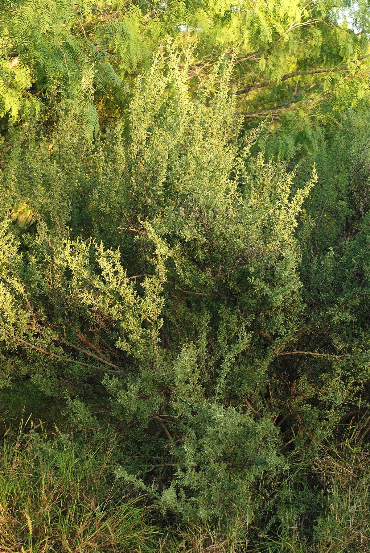 Lotebush (Ziziphus obtusifolia) - PlantNative.org Lotebush (Ziziphus obtusifolia) round black fruit on a pale thorny branch