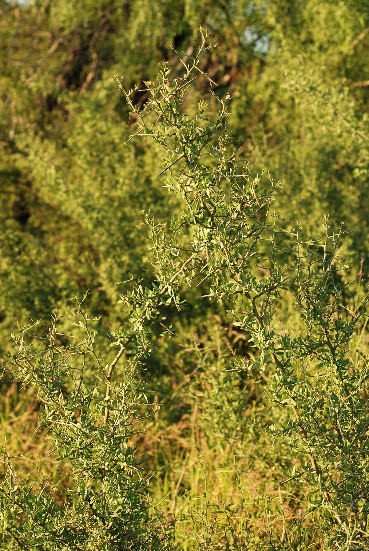 Lotebush (Ziziphus obtusifolia) - PlantNative.org Lotebush (Ziziphus obtusifolia) dense pale-green shrub with spiny, zig-zagging branches