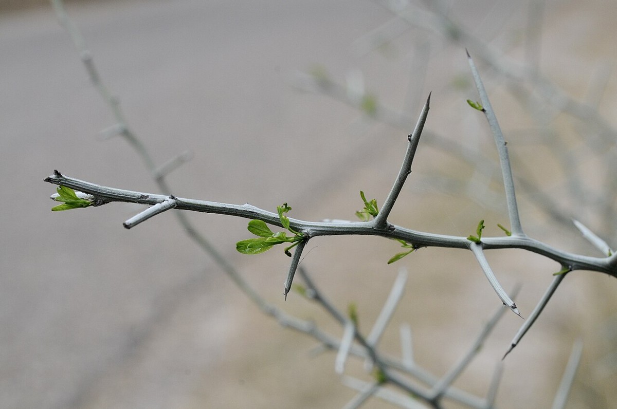 Lotebush (Ziziphus obtusifolia) - PlantNative.org Close-up of Lotebush (Ziziphus obtusifolia) spine-tipped branchlet with small new leaves