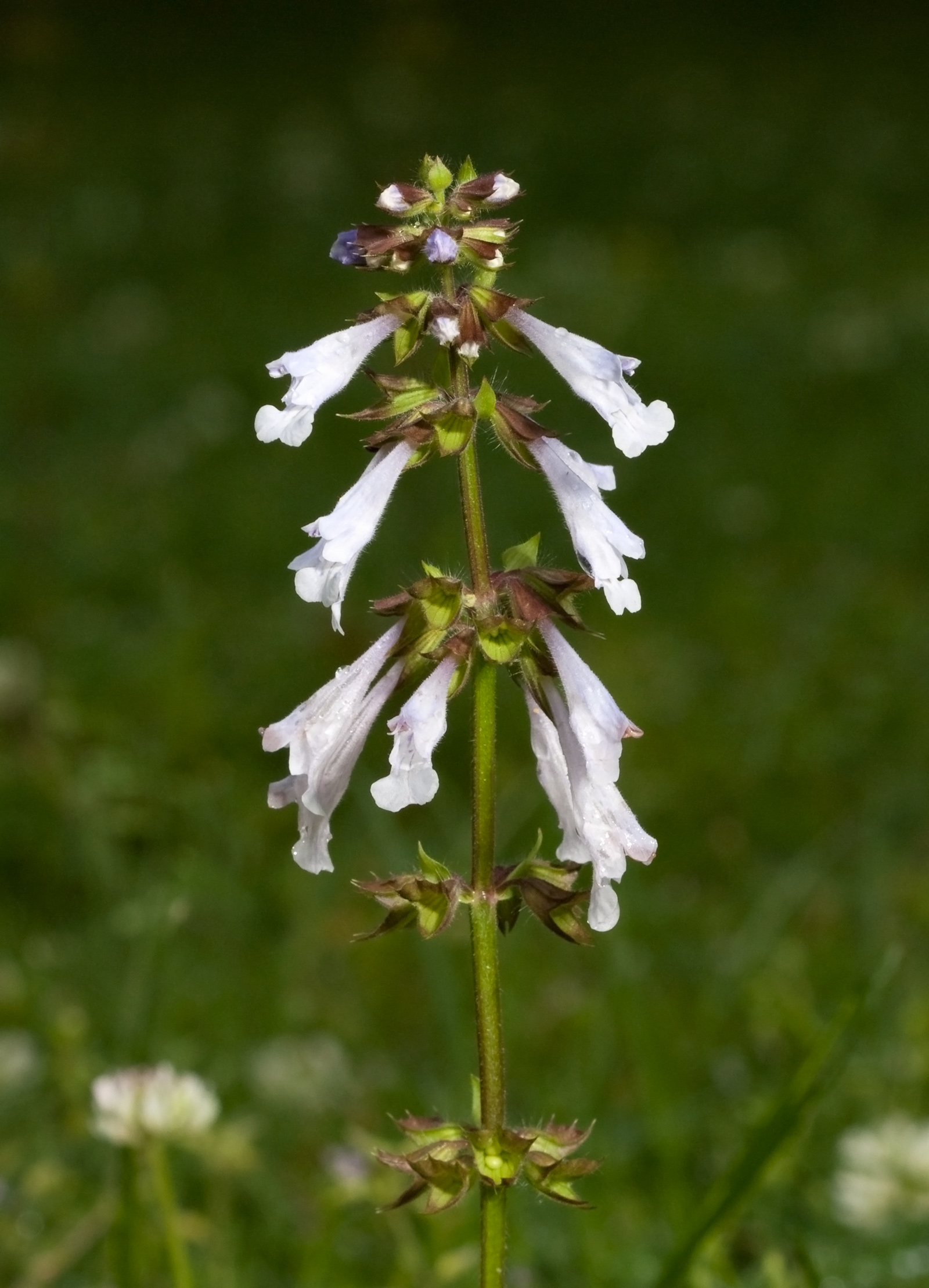 Lyreleaf Sage (Salvia lyrata) - PlantNative.org Lyreleaf sage (Salvia lyrata) flower spike with whorls of pale lavender tubular flowers over a meadow