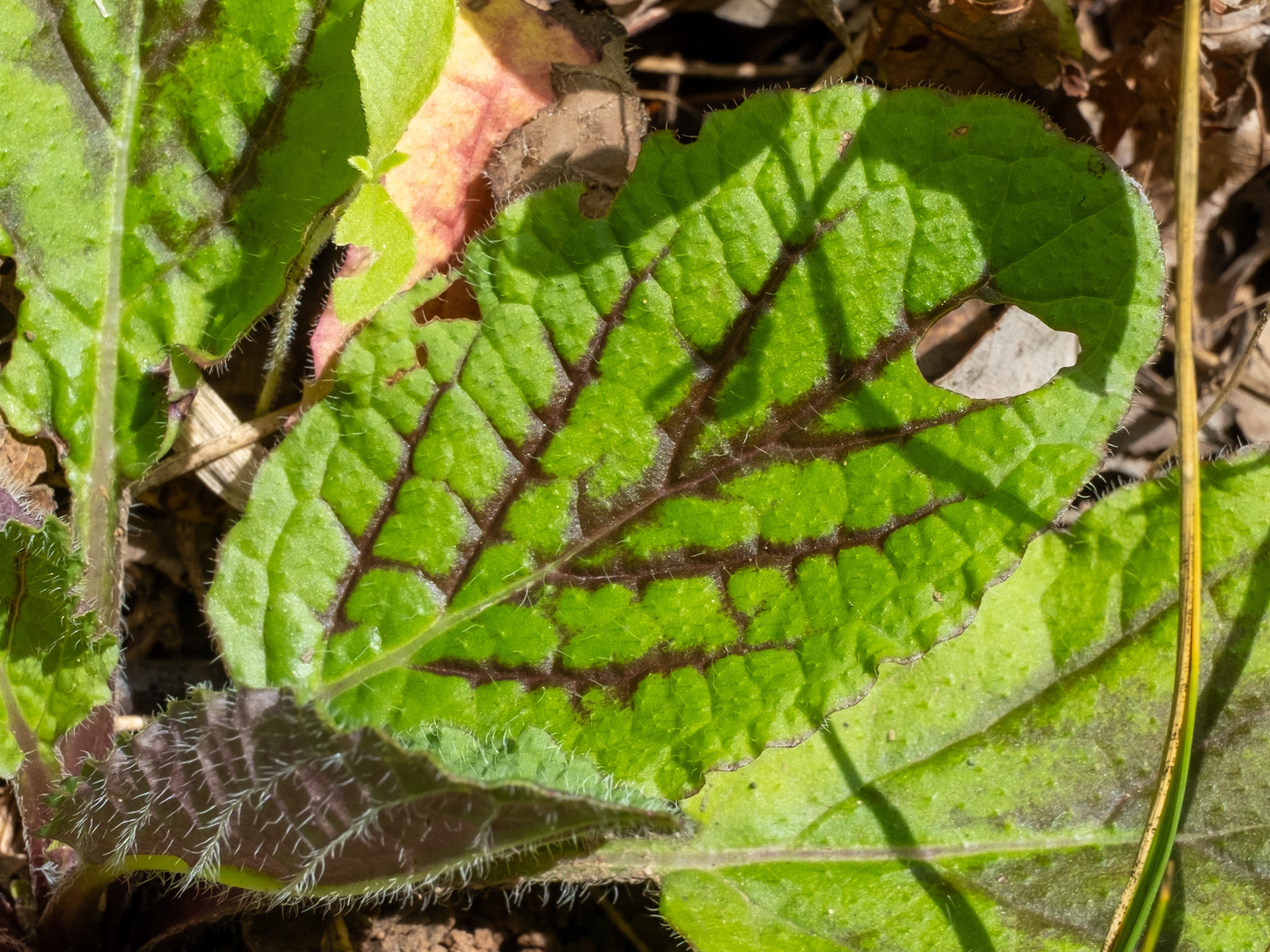 Lyreleaf Sage (Salvia lyrata) - PlantNative.org Close-up of a lobed, lyre-shaped basal leaf of Salvia lyrata with dark purple veining