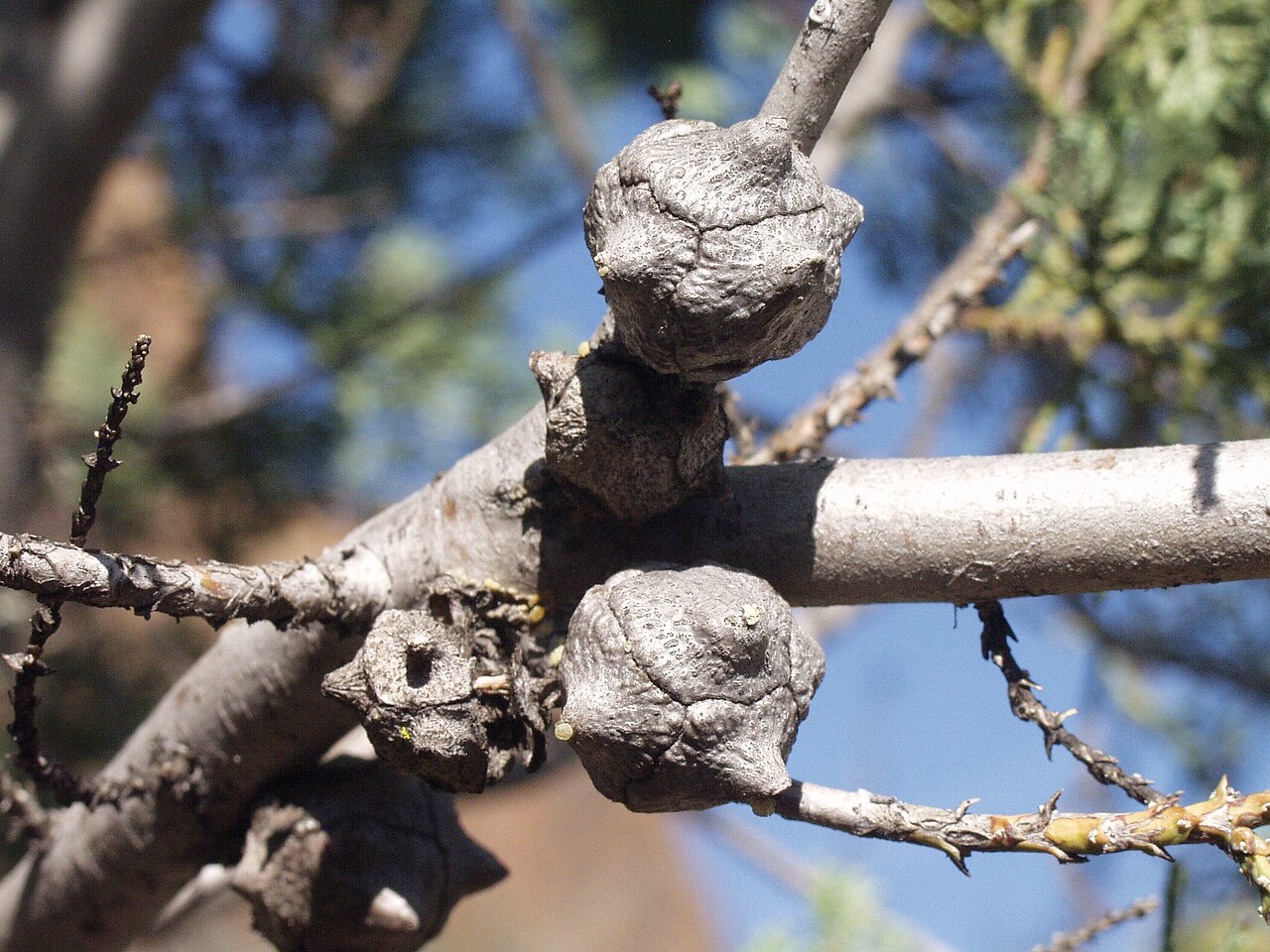 MacNab Cypress (Hesperocyparis macnabiana) - PlantNative.org Close-up of MacNab cypress (Hesperocyparis macnabiana) knobby gray seed cones with prominent horn-like umbos on branch