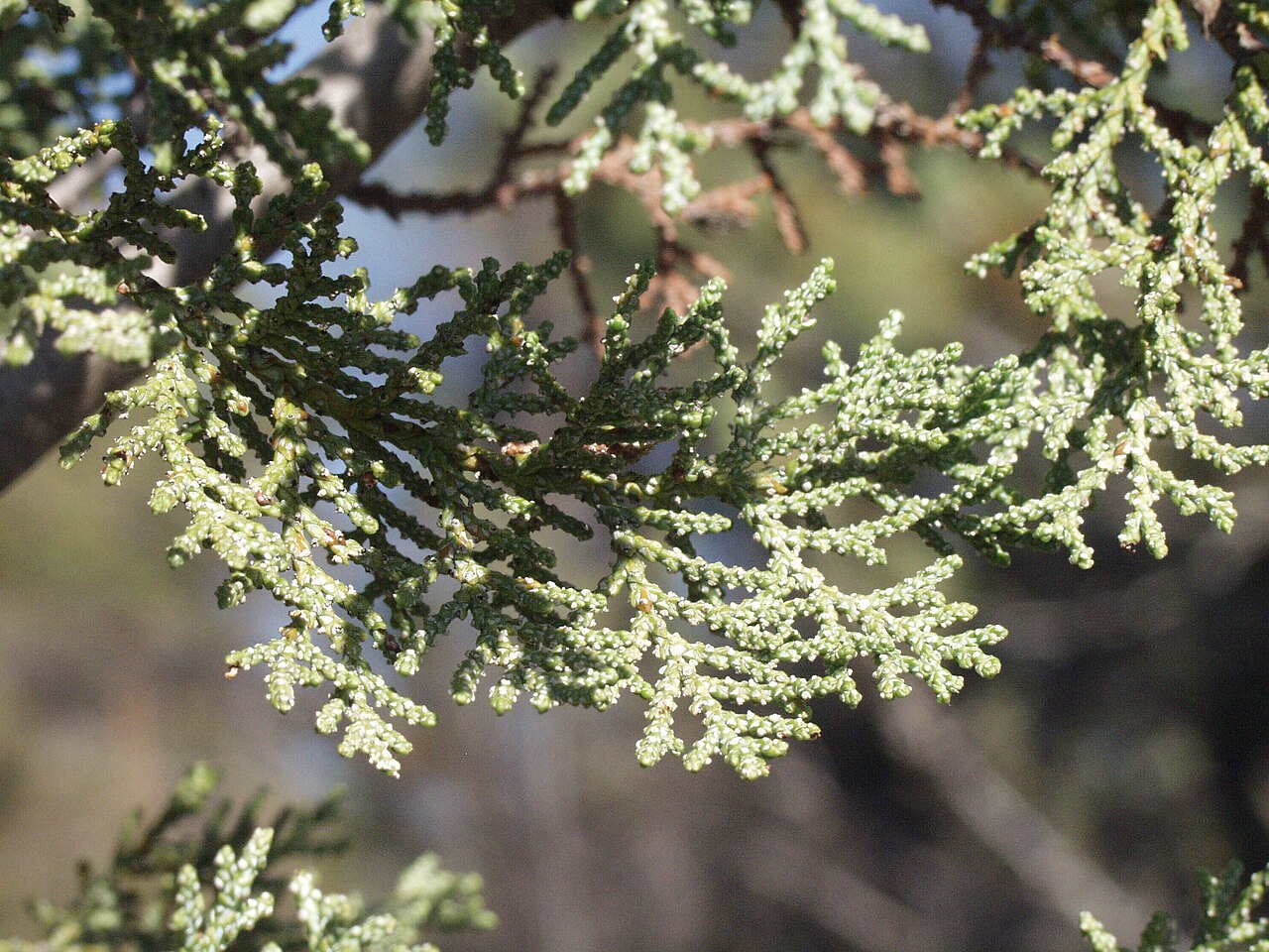 MacNab Cypress (Hesperocyparis macnabiana) - PlantNative.org Close-up of MacNab cypress (Hesperocyparis macnabiana) scale-like foliage arranged in flat, fan-like horizontal sprays