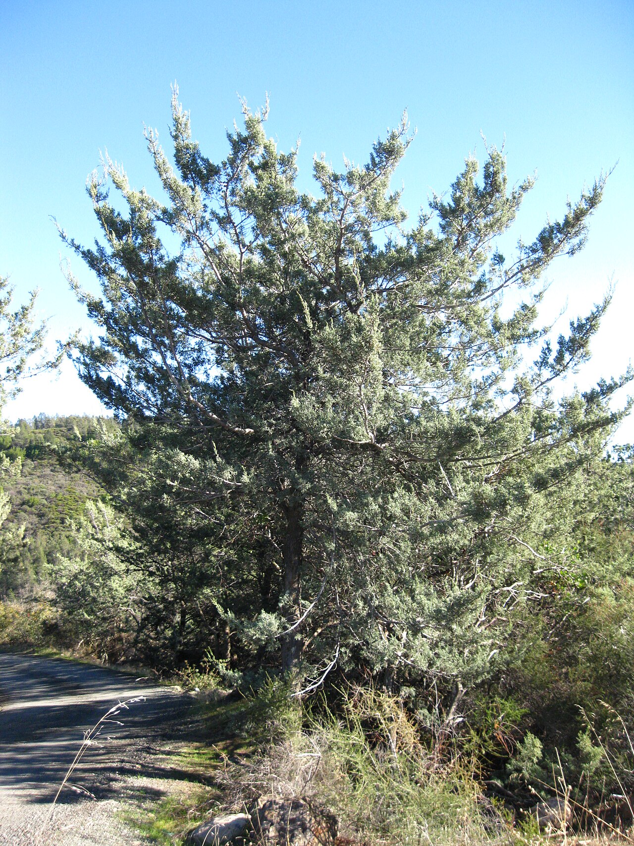 MacNab Cypress (Hesperocyparis macnabiana) - PlantNative.org MacNab cypress (Hesperocyparis macnabiana) broad, multi-stemmed tree with a sparse open crown in the Mayacamas Mountains, Napa County, California