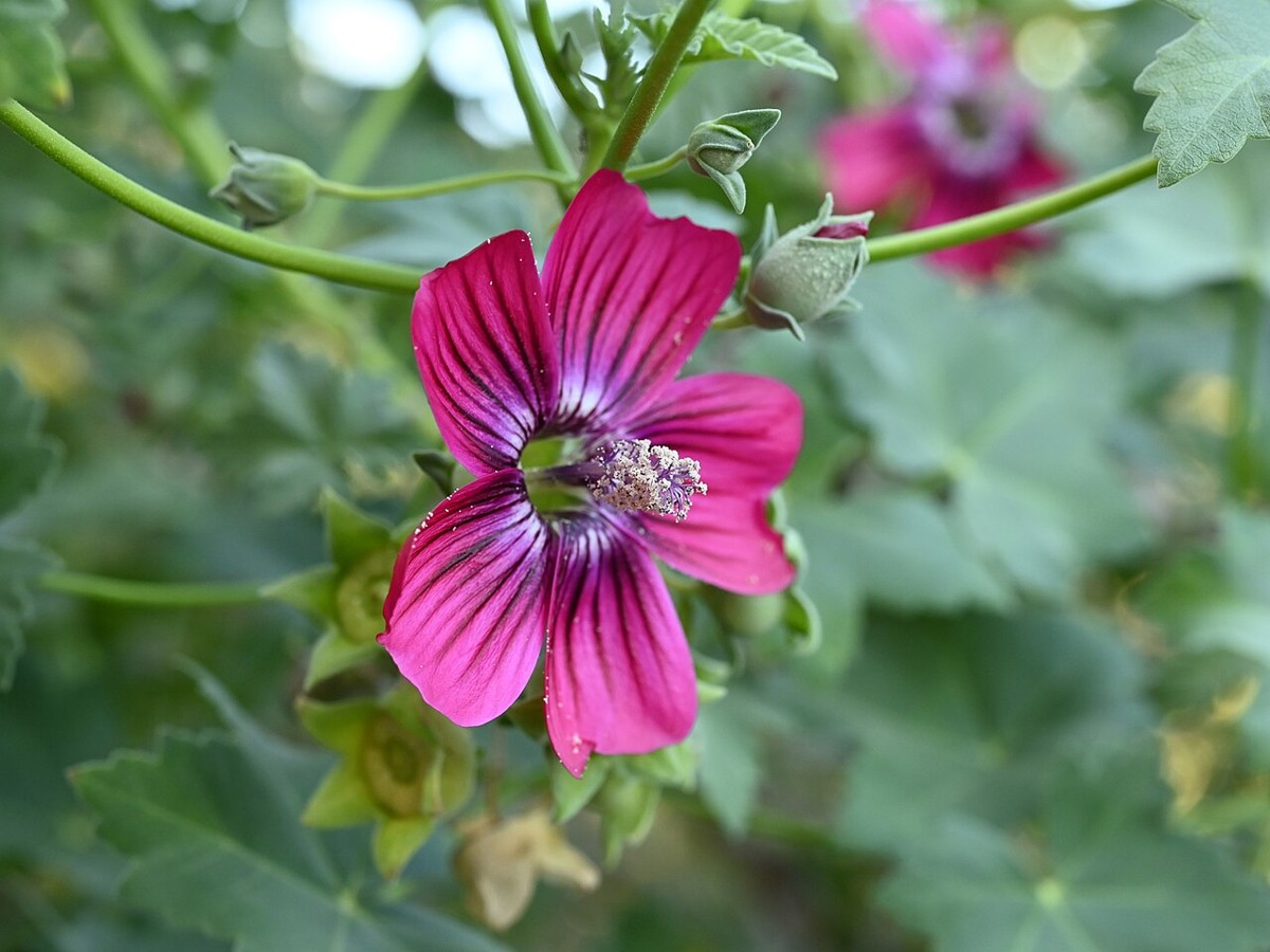 Malva Rosa (Lavatera assurgentiflora) - PlantNative.org Close-up of a deep pink malva rosa (Lavatera assurgentiflora) flower with dark purple veins