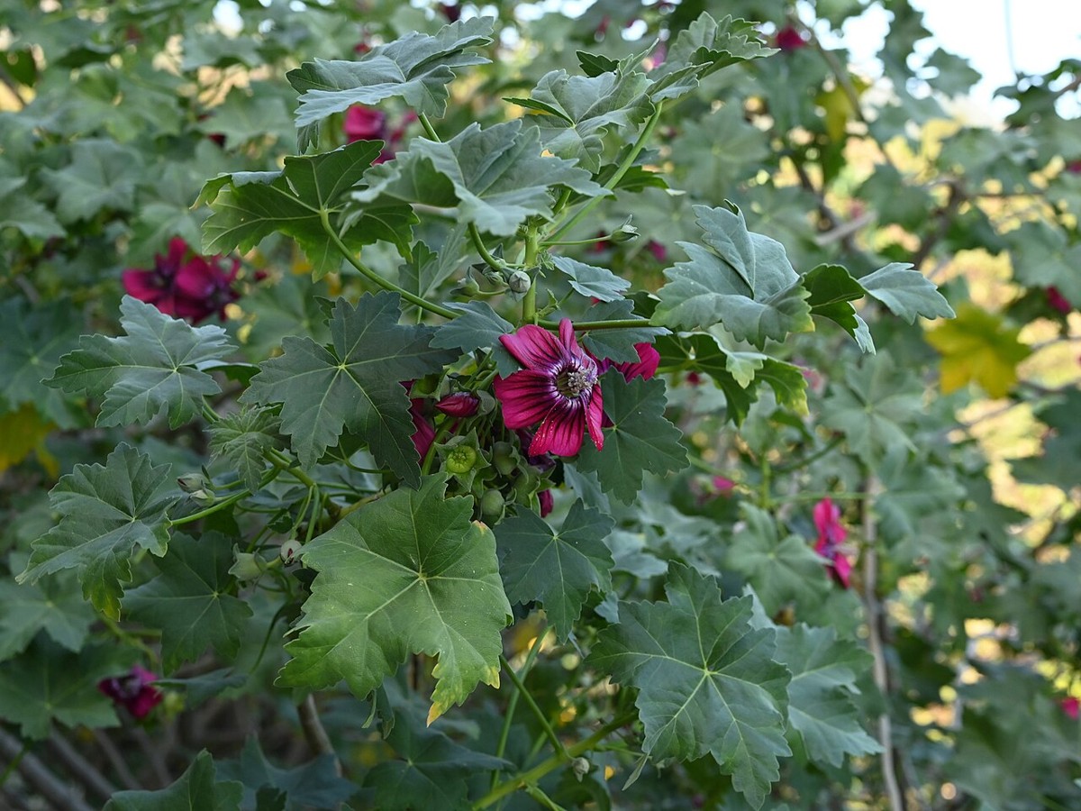 Malva Rosa (Lavatera assurgentiflora) - PlantNative.org Malva rosa (Lavatera assurgentiflora) shrub with maple-like leaves and deep pink flowers