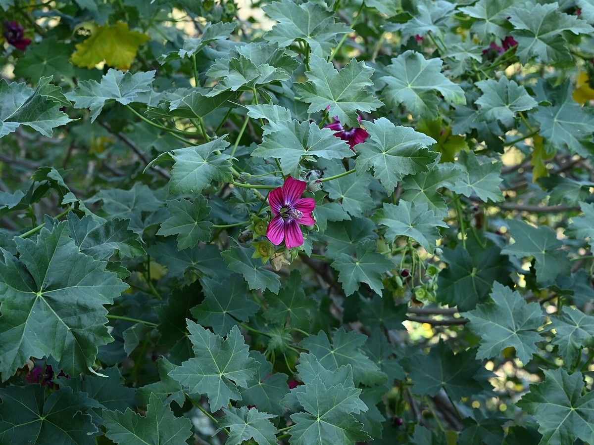 Malva Rosa (Lavatera assurgentiflora) - PlantNative.org Malva rosa (Lavatera assurgentiflora) maple-like leaves surrounding pink flowers