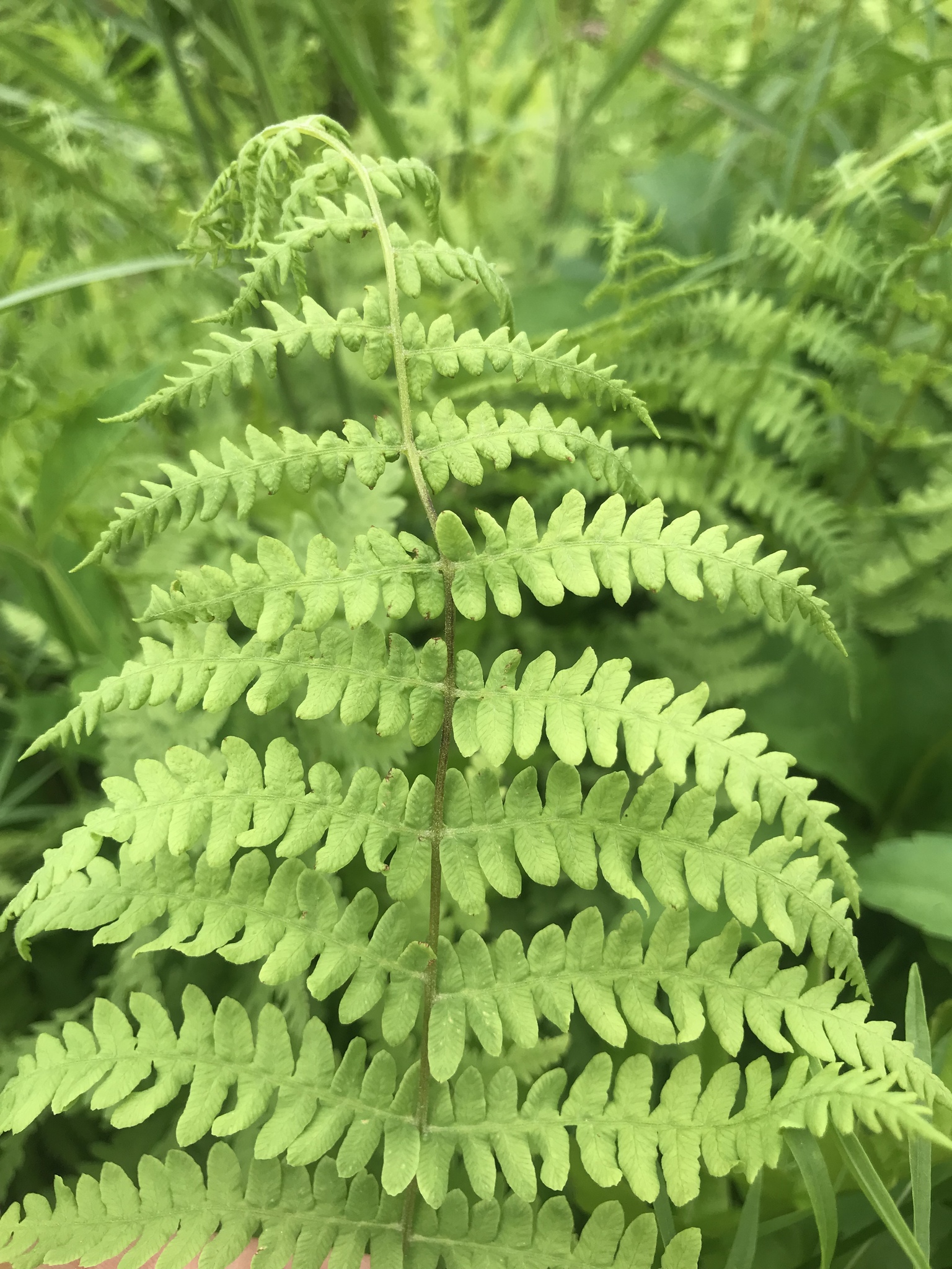 Marsh Fern (Thelypteris palustris)