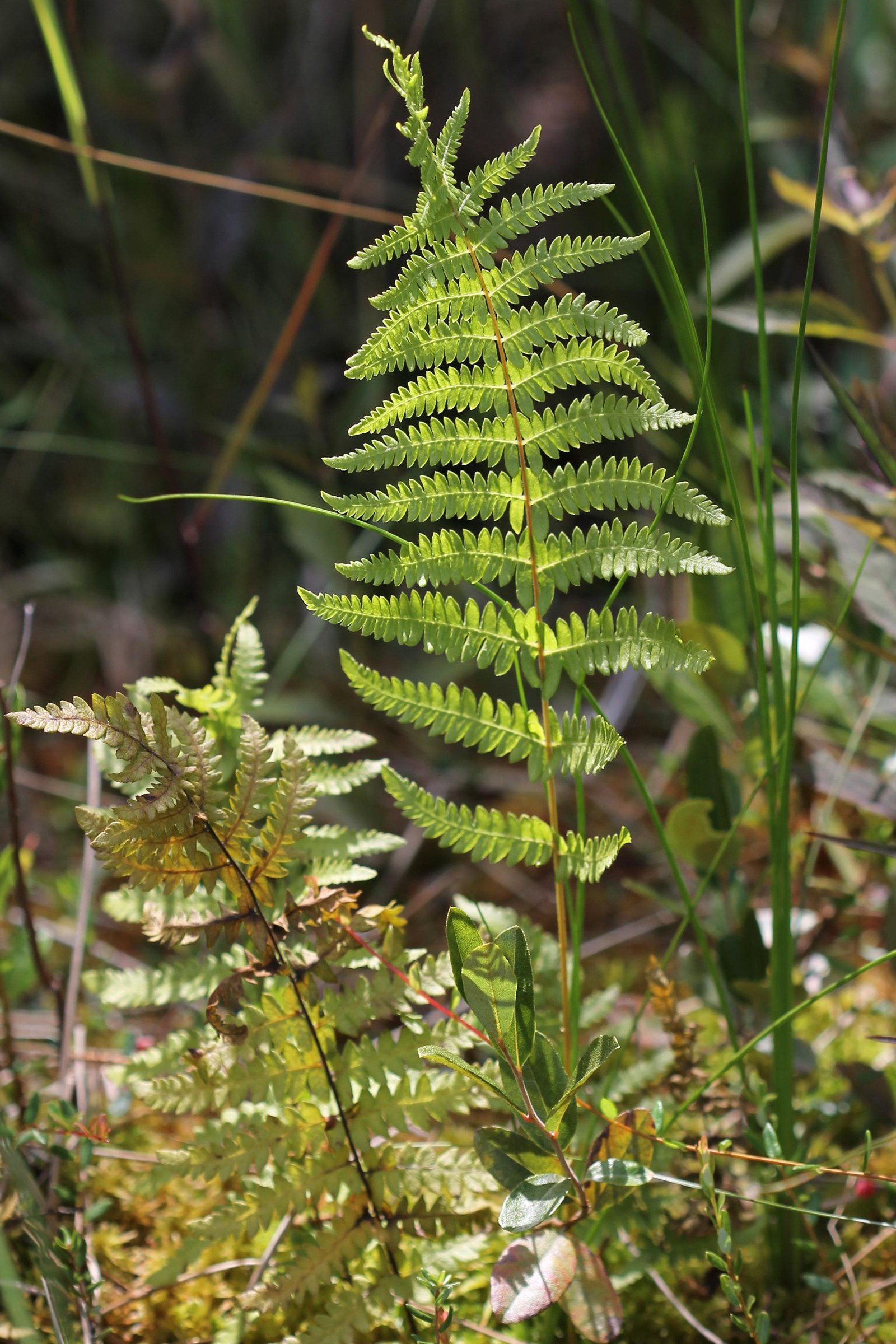 Marsh Fern (Thelypteris palustris) - PlantNative.org Backlit marsh fern (Thelypteris palustris) frond growing among other wetland plants in a Michigan bog habitat