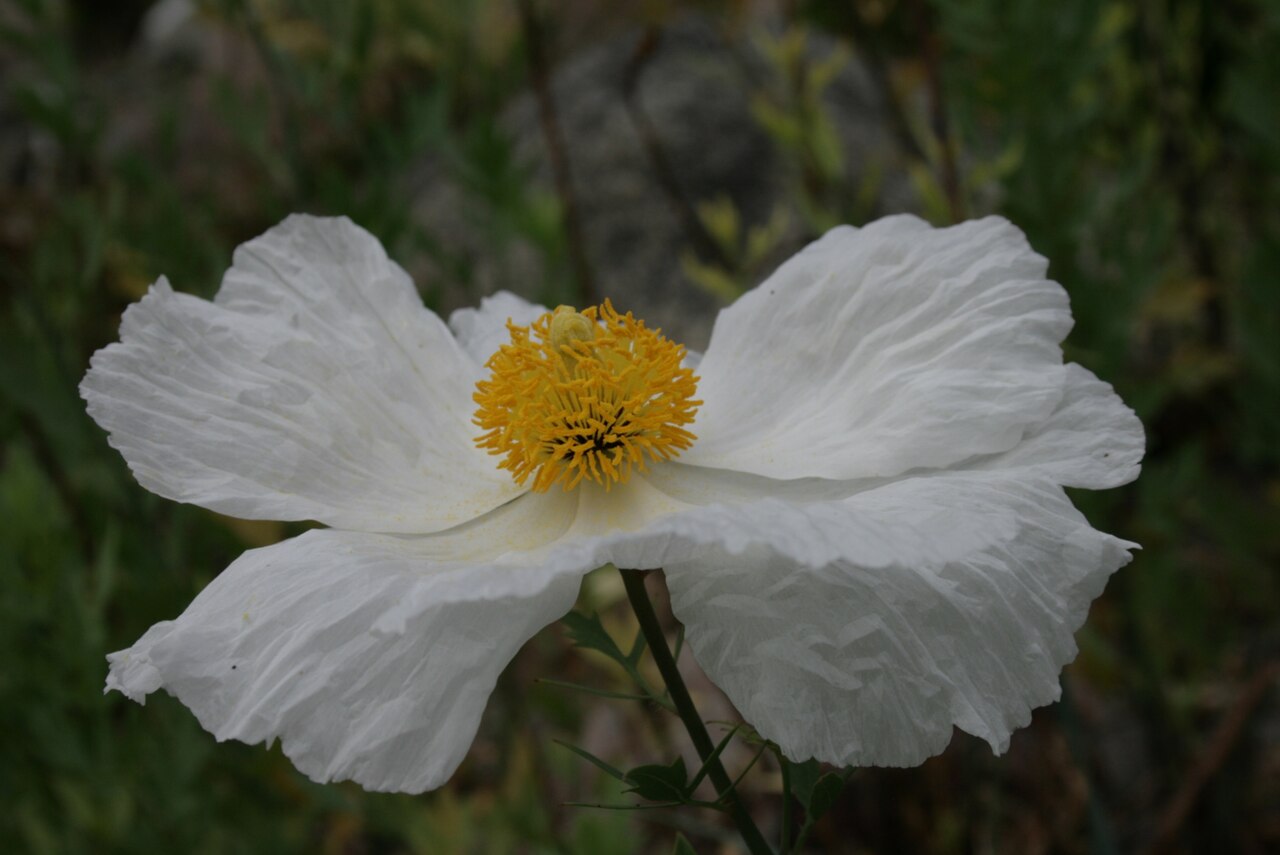Matilija Poppy (Romneya coulteri) - PlantNative.org Close-up of a Matilija poppy flower showing crinkled white petals and a central cluster of yellow stamens