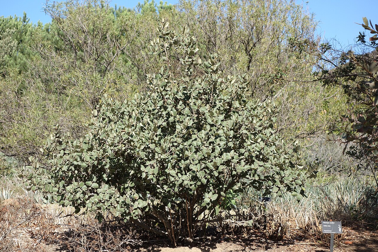 Matilija Poppy (Romneya coulteri) - PlantNative.org Matilija poppy shrub showing gray-green lobed foliage and overall rounded growth habit