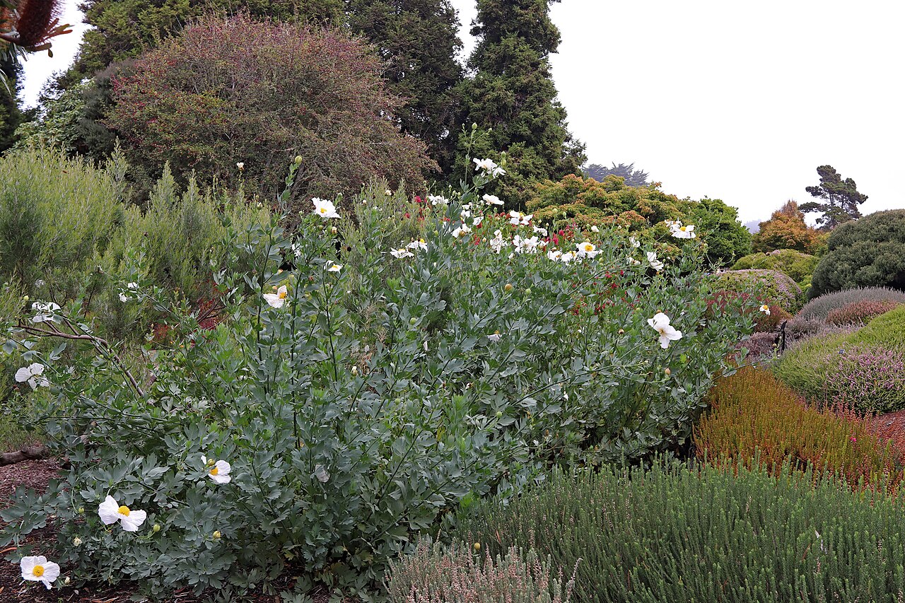Matilija Poppy (Romneya coulteri) - PlantNative.org Matilija Poppy (Romneya coulteri) clump in full bloom, showing large white crepe-paper flowers above gray-green foliage