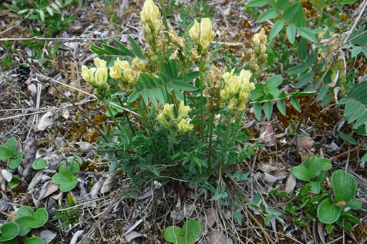 Clump of Maydell's oxytrope (Oxytropis maydelliana) with pale yellow pea-like flower spikes growing among tundra moss and lichen