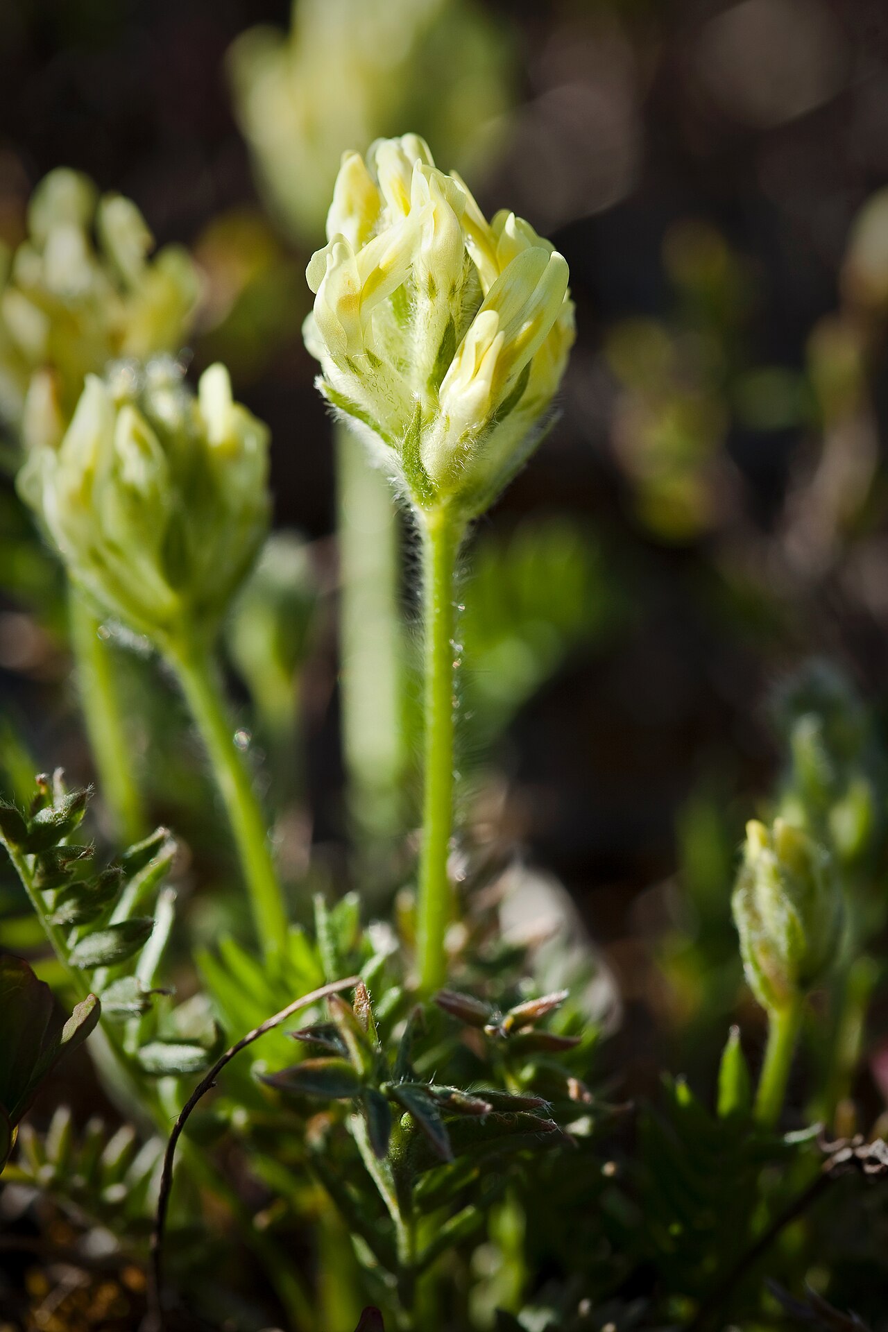 Close-up of a hairy Maydell's oxytrope (Oxytropis maydelliana) flower spike showing pale yellow buds and silvery hairs on the stem