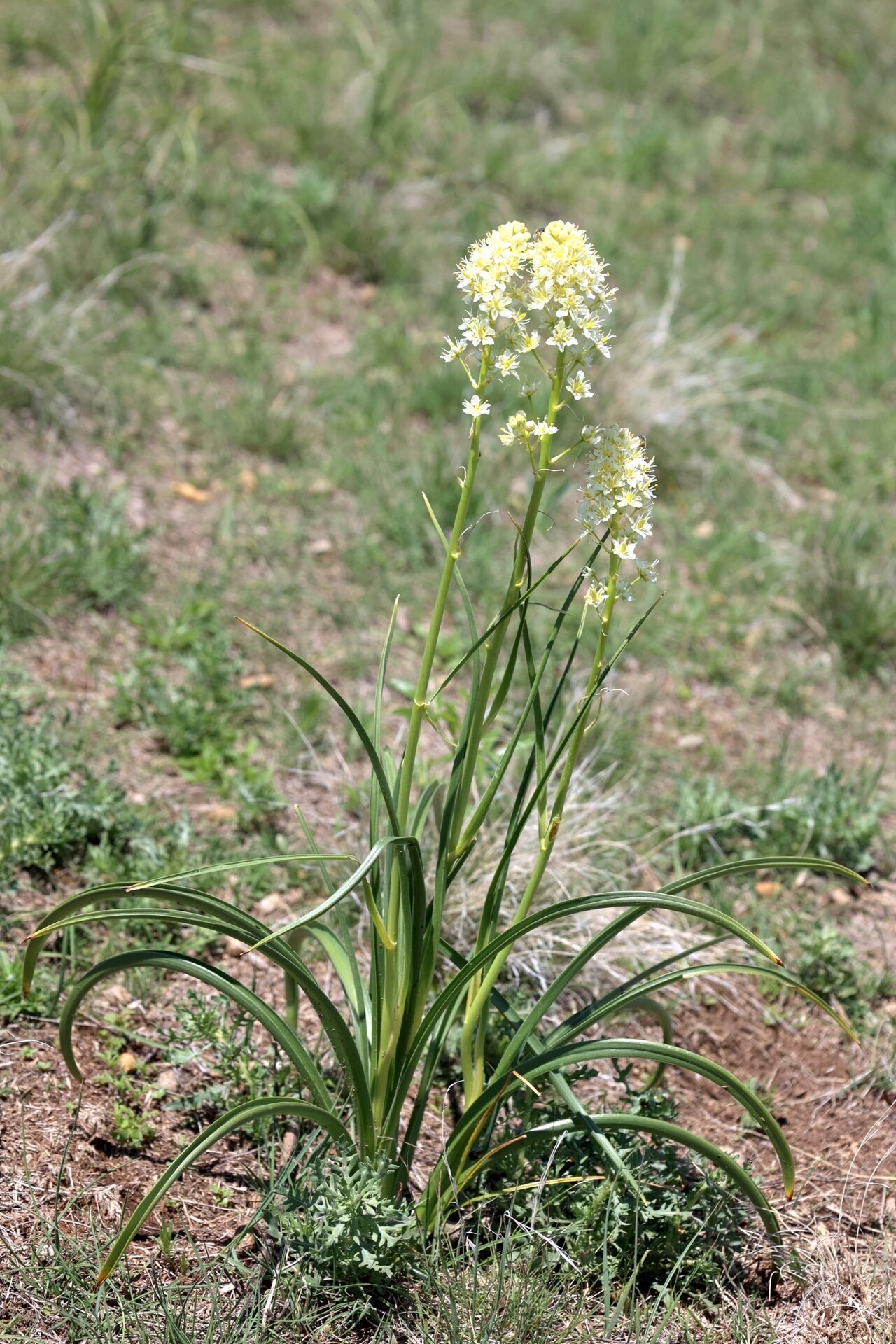 Close-up of meadow death camas (Toxicoscordion venenosum) flower spike showing individual small white star-shaped flowers