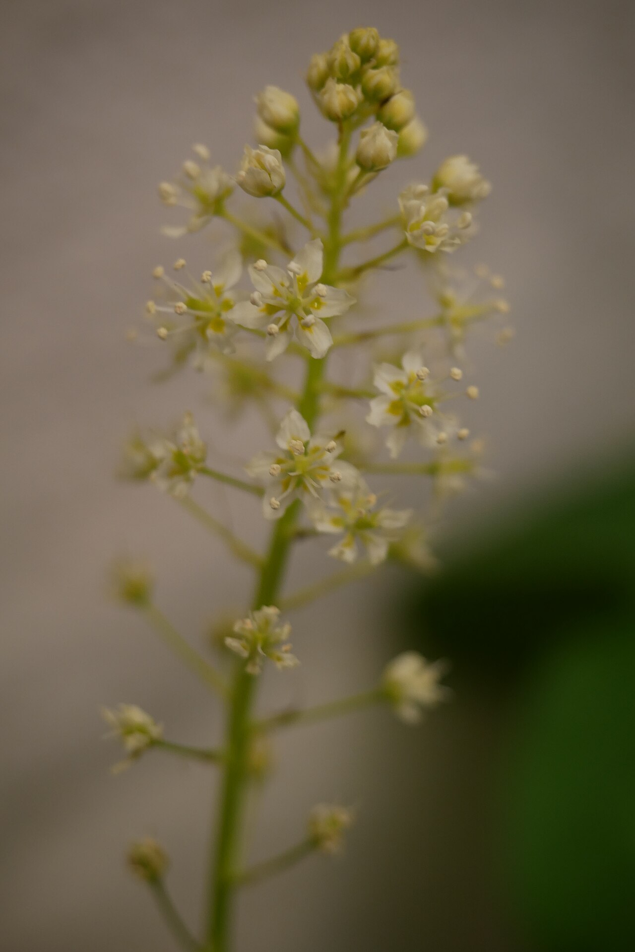 Meadow death camas (Toxicoscordion venenosum) inflorescence showing multiple small star-shaped flowers along the stem