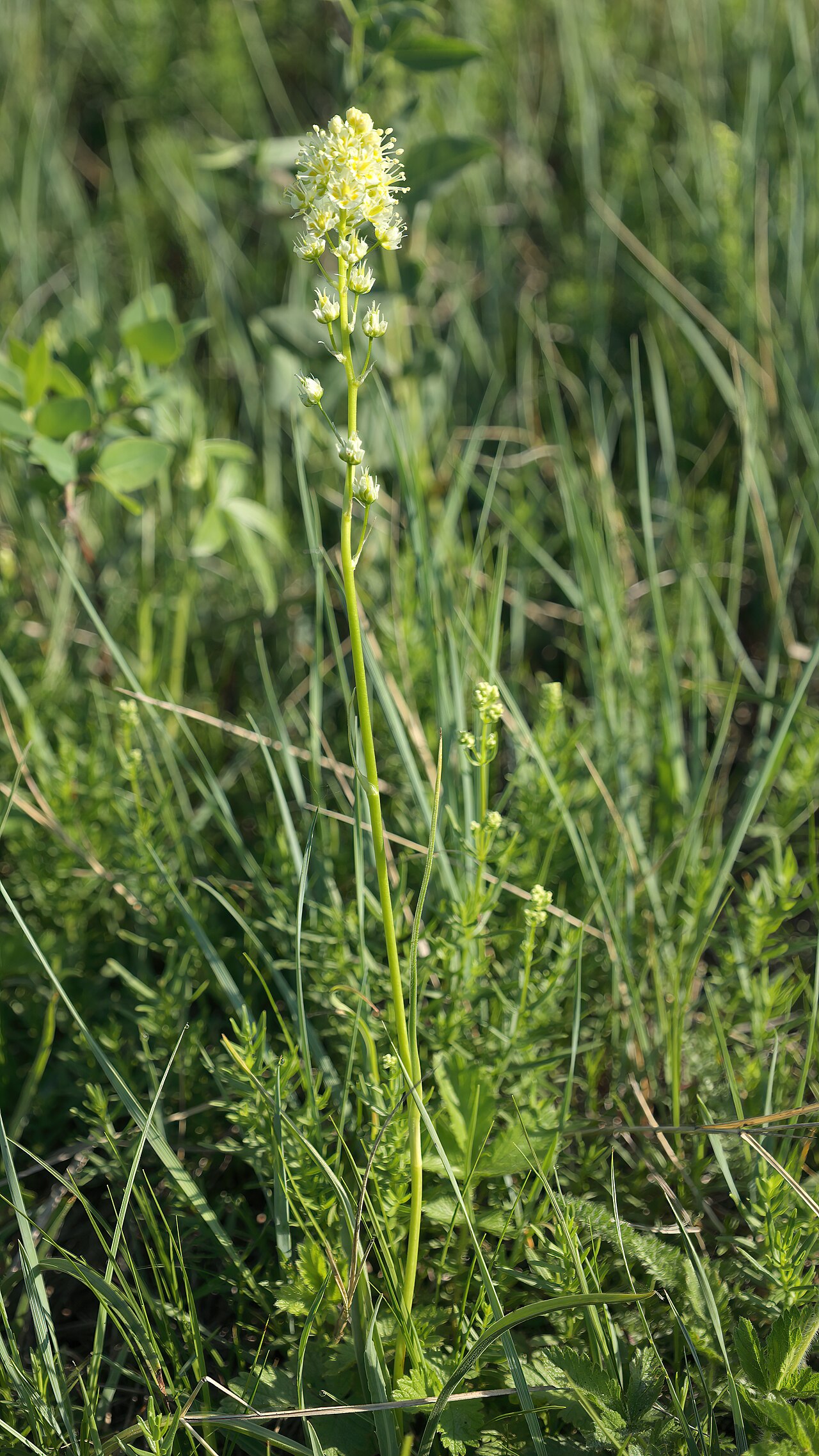 Meadow death camas (Toxicoscordion venenosum) flowering stalk with cream-colored star-shaped flowers growing among grasses in a meadow
