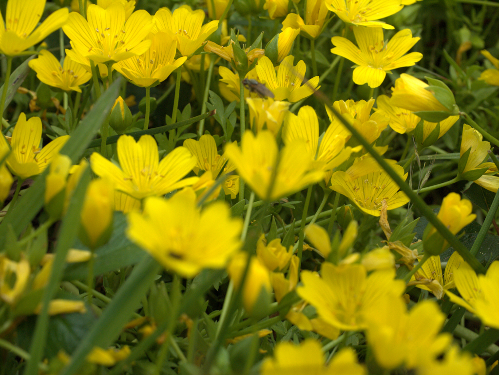 Dense patch of golden meadowfoam (Limnanthes douglasii) flowers with foliage, photographed in a wild California meadow