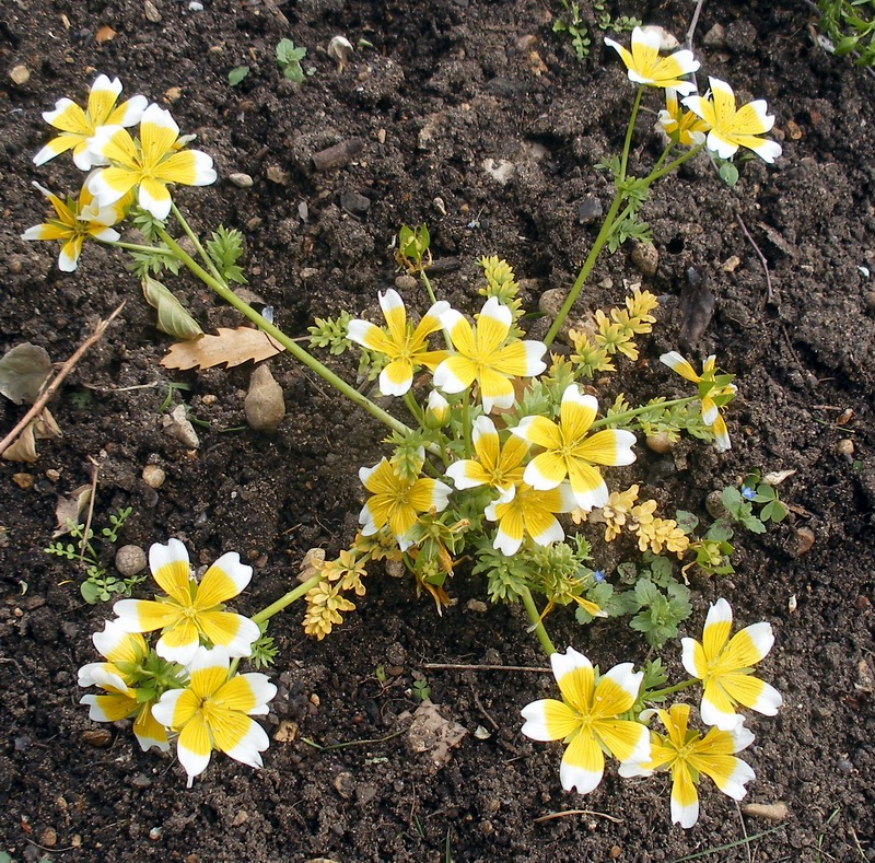 Close-up of a white and yellow meadowfoam (Limnanthes douglasii) flower showing the five petals and central cluster of stamens