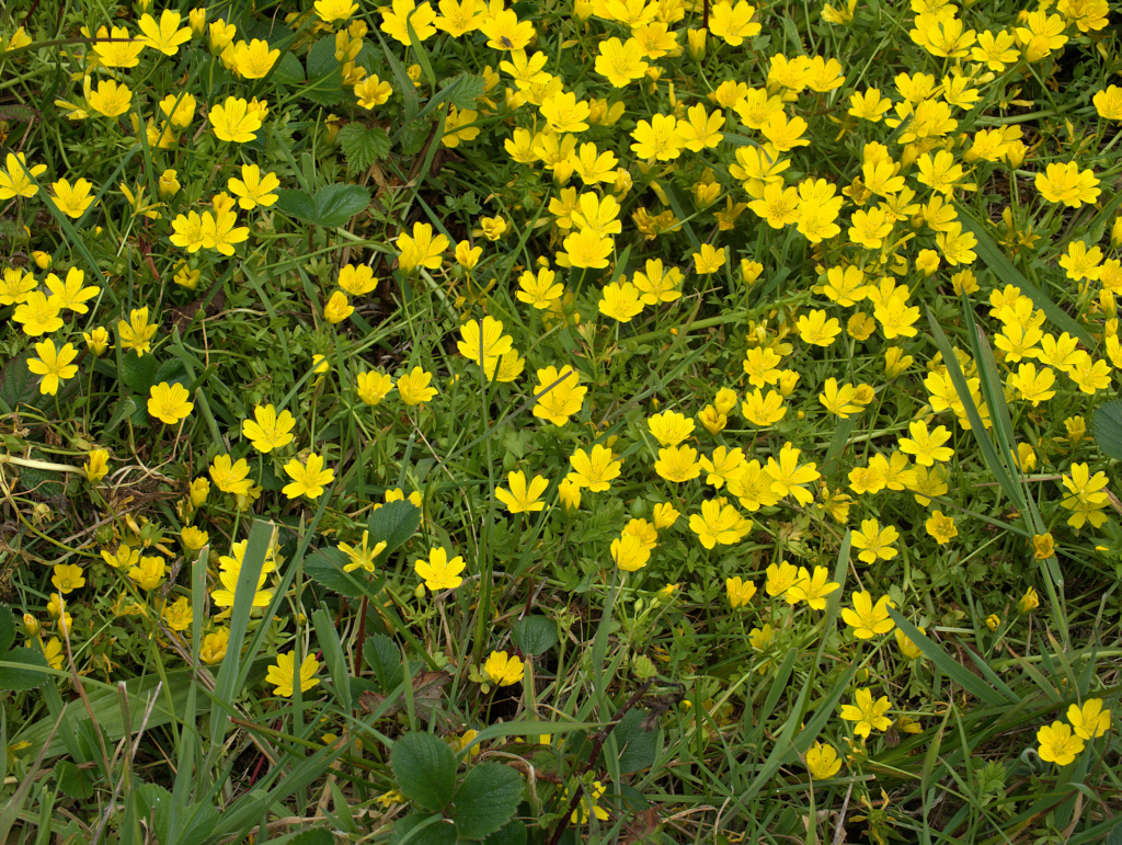 Carpet of yellow meadowfoam (Limnanthes douglasii) flowers growing wild in a California coastal meadow
