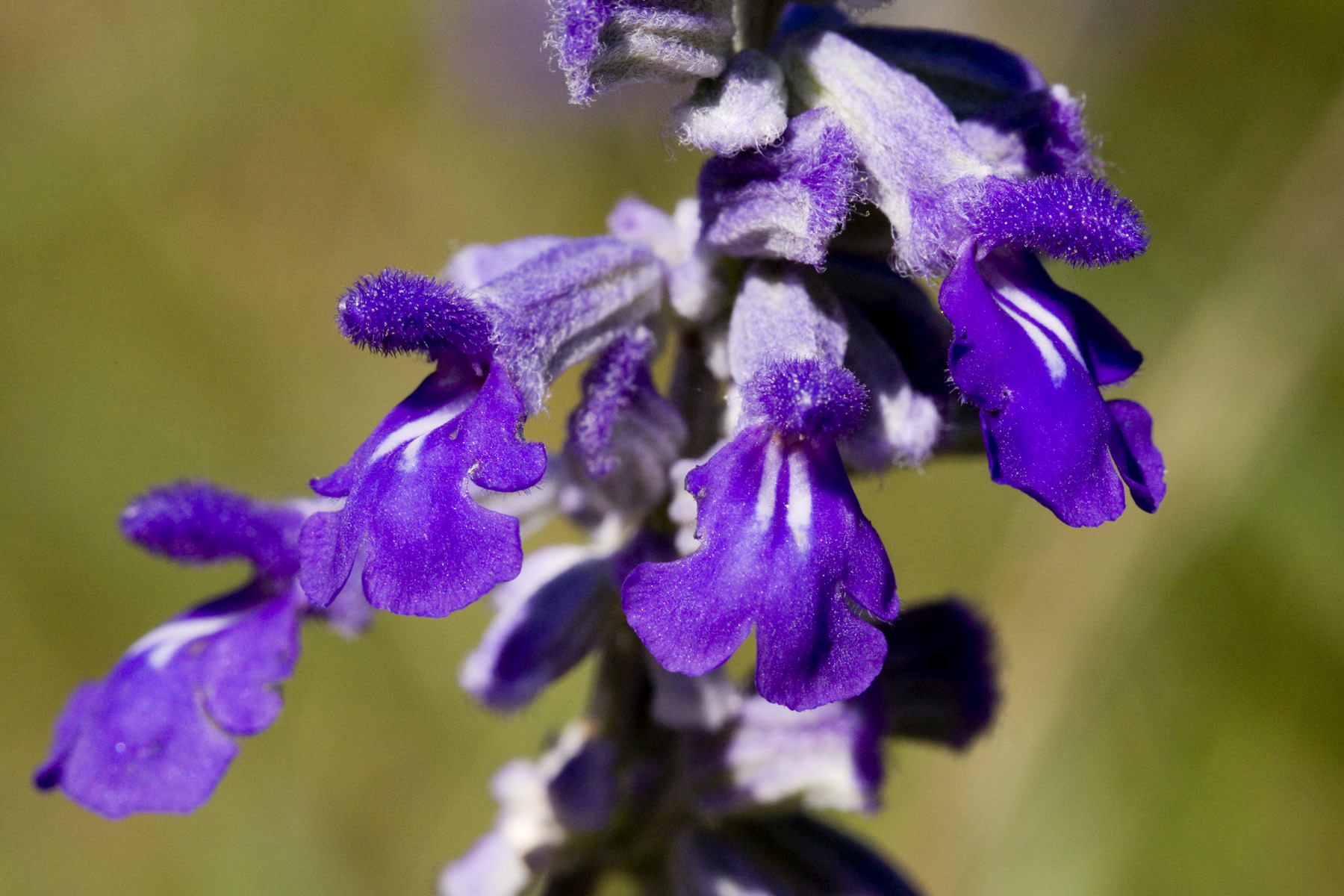 Mealycup Sage (Salvia farinacea) - PlantNative.org Close-up of Mealycup Sage (Salvia farinacea) violet-blue flowers showing the whitish mealy calyx texture