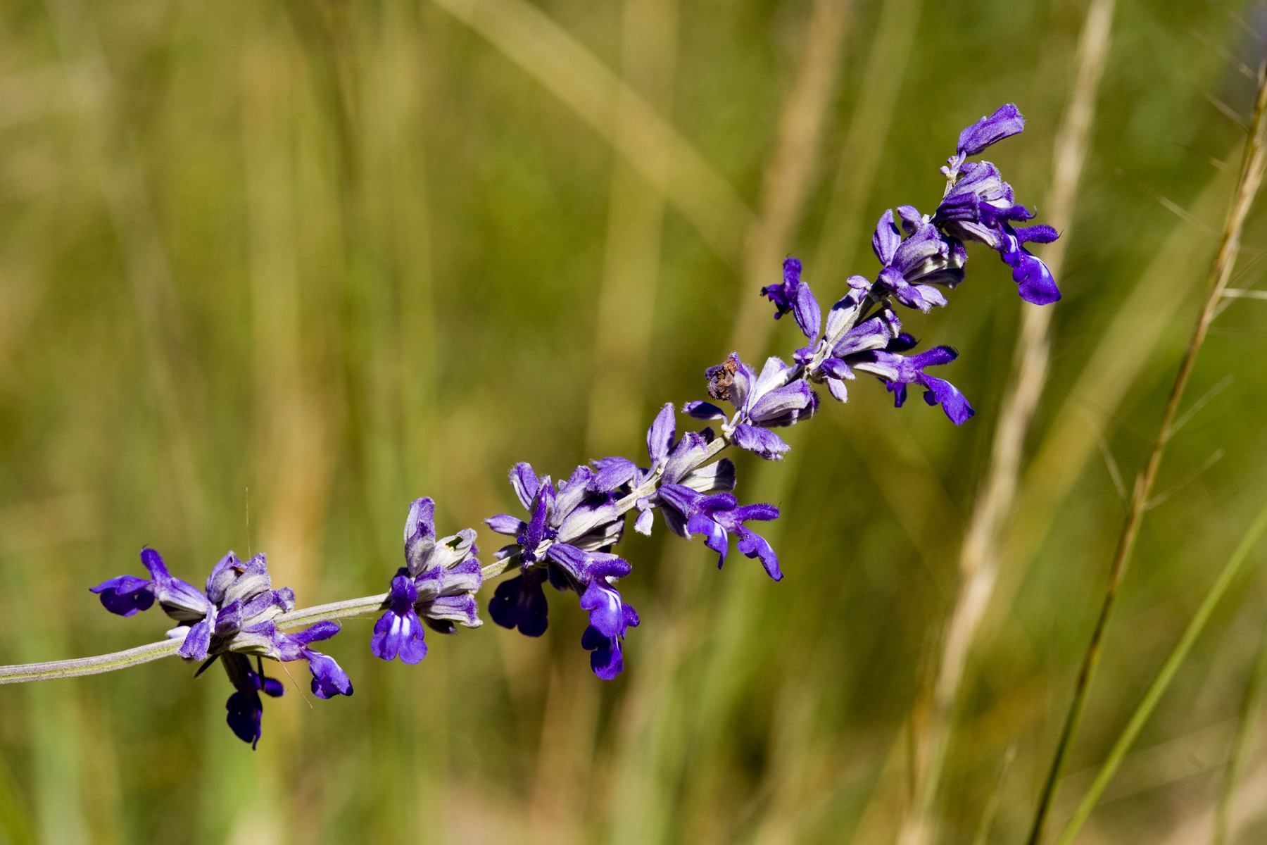 Mealycup Sage (Salvia farinacea) - PlantNative.org Mealycup Sage (Salvia farinacea) flowering stem with violet-blue whorled blooms growing wild in a Texas canyon