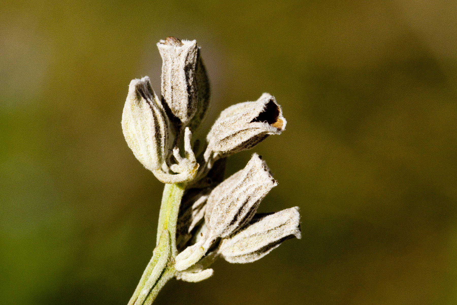 Mealycup Sage (Salvia farinacea) - PlantNative.org Mealycup Sage (Salvia farinacea) dried seed capsules with persistent mealy calyx after flowering