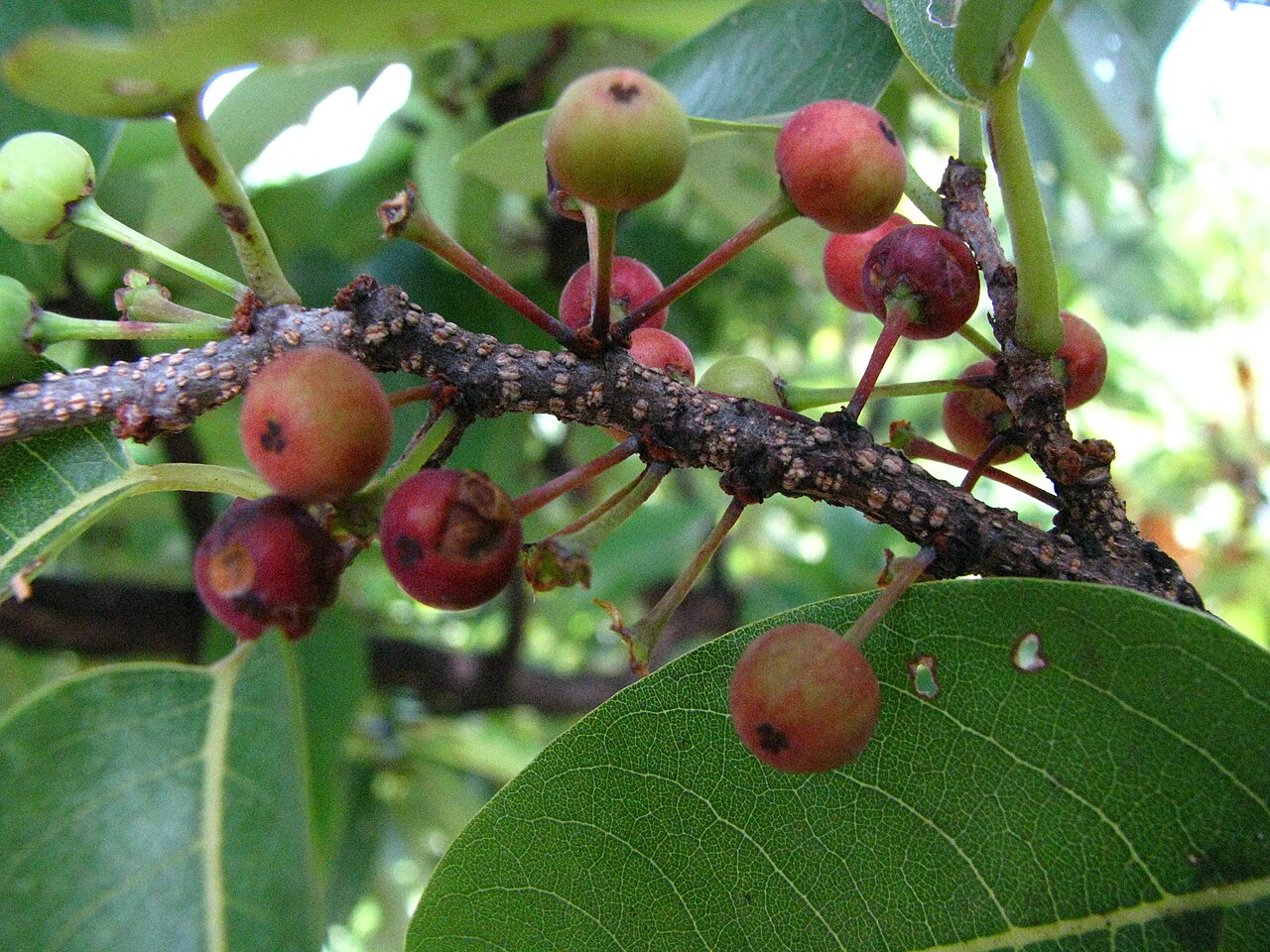 Mēhamehame (Flueggea neowawraea) - PlantNative.org Ripening red and green pea-sized fruit of mēhamehame (Flueggea neowawraea) on a lenticel-dotted branch