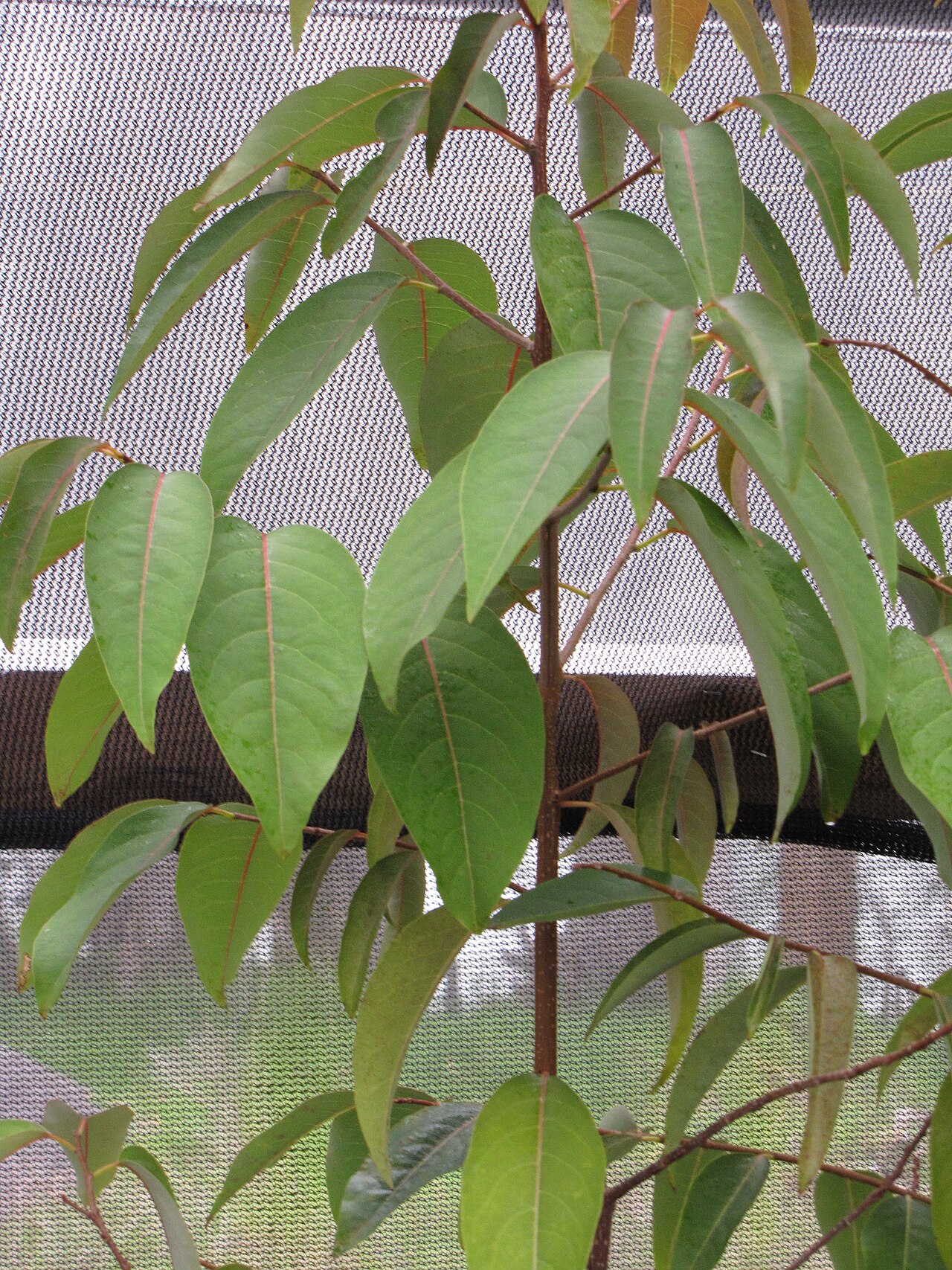Mēhamehame (Flueggea neowawraea) - PlantNative.org Narrow pointed green leaves of mēhamehame (Flueggea neowawraea) with reddish leaf stalks