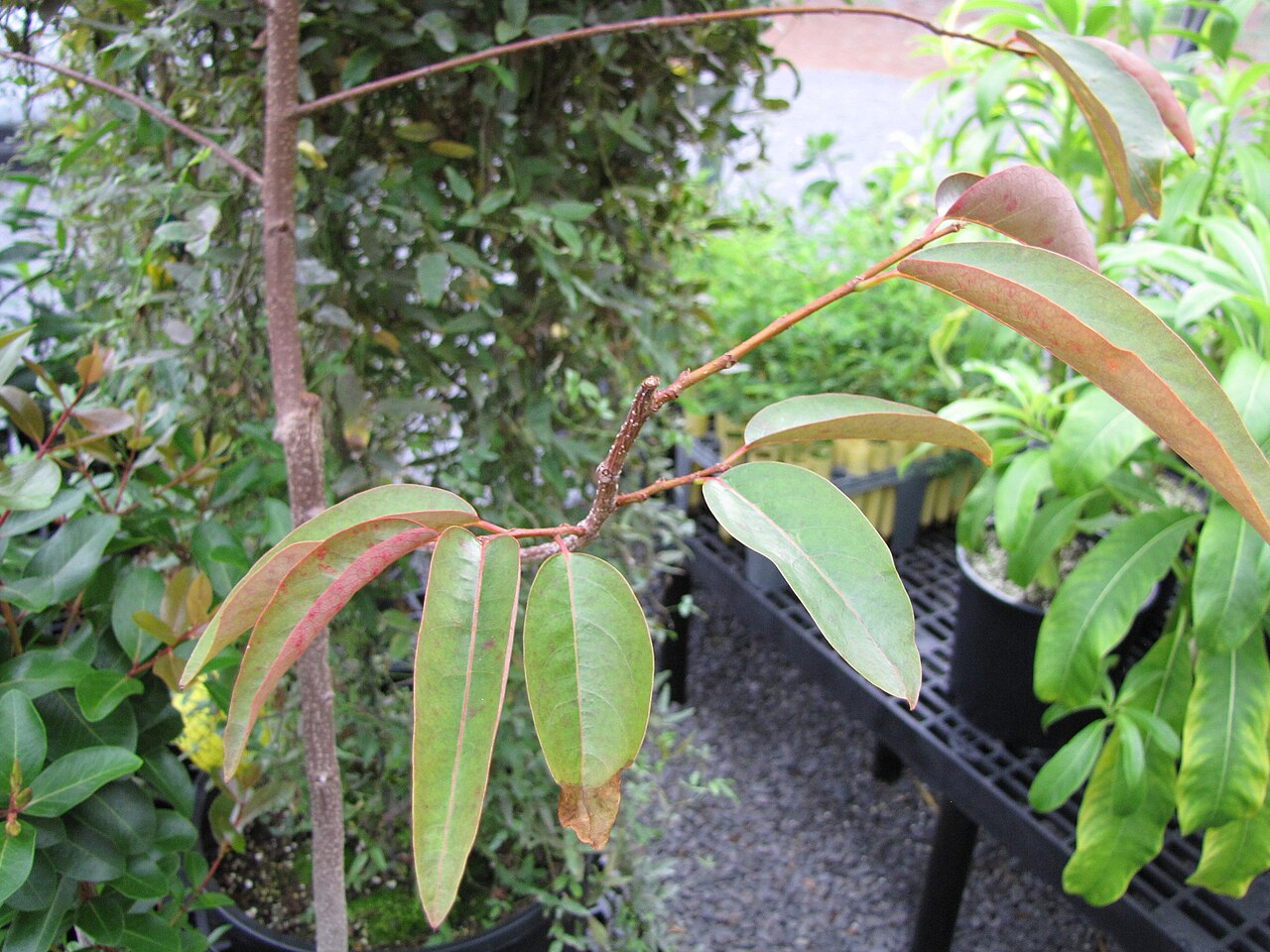 Mēhamehame (Flueggea neowawraea) - PlantNative.org Young mēhamehame (Flueggea neowawraea) sapling with reddish new growth and narrow pointed leaves at a Hawai'i rare plant nursery
