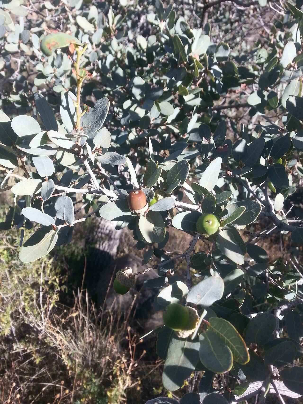 Close-up of Mexican blue oak (Quercus oblongifolia) acorns and pale blue-green oblong leaves