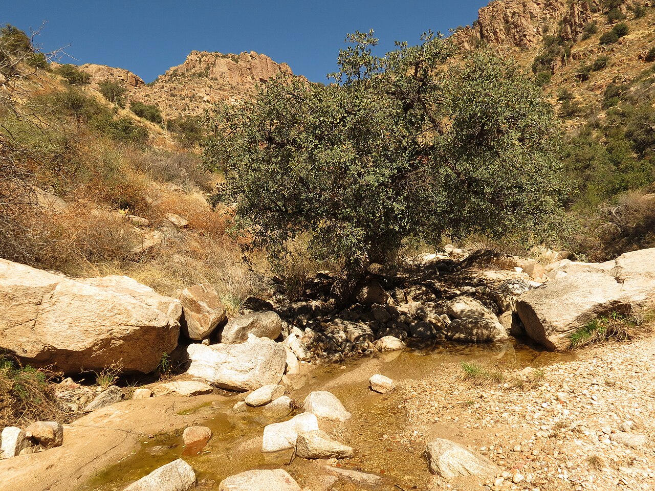 Mexican blue oak (Quercus oblongifolia) growing beside a rocky desert wash in the Santa Catalina Mountains, Arizona
