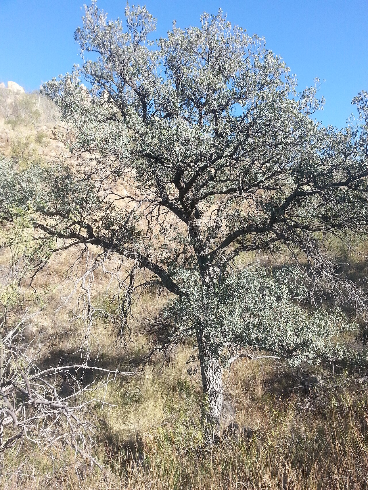 Mexican blue oak (Quercus oblongifolia) with pale blue-green foliage growing on a rocky hillside in the Southwest