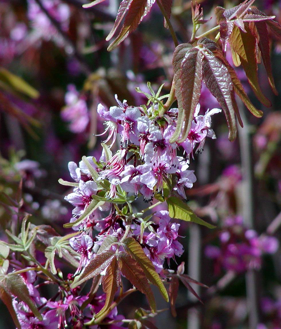 Mexican Buckeye (Ungnadia speciosa) - PlantNative.org Close-up of Mexican buckeye pink flower clusters on bare branches with bronze new leaves