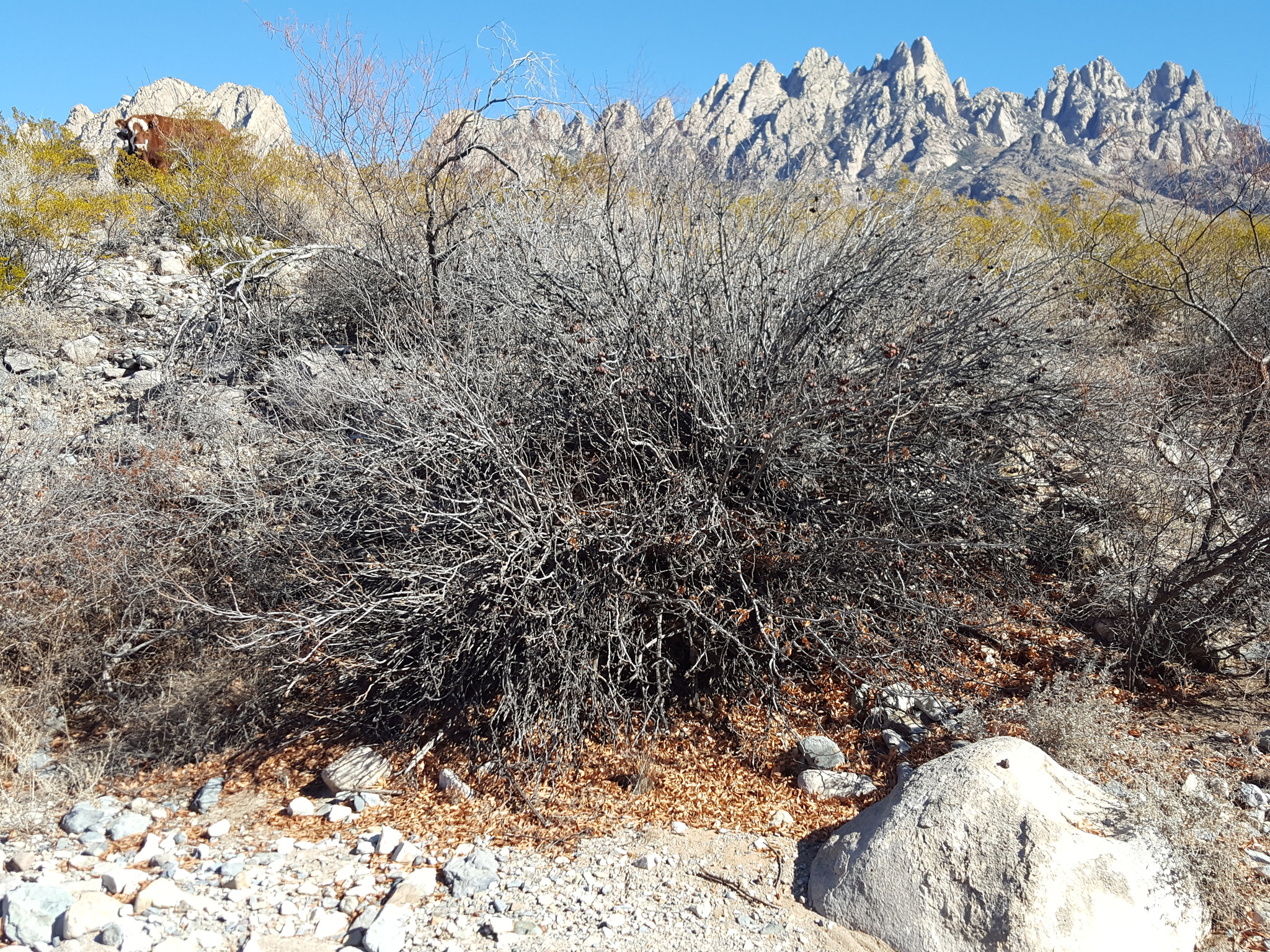 Mexican Buckeye (Ungnadia speciosa) - PlantNative.org Mature Mexican buckeye shrub growing wild in rocky habitat near the Organ Mountains