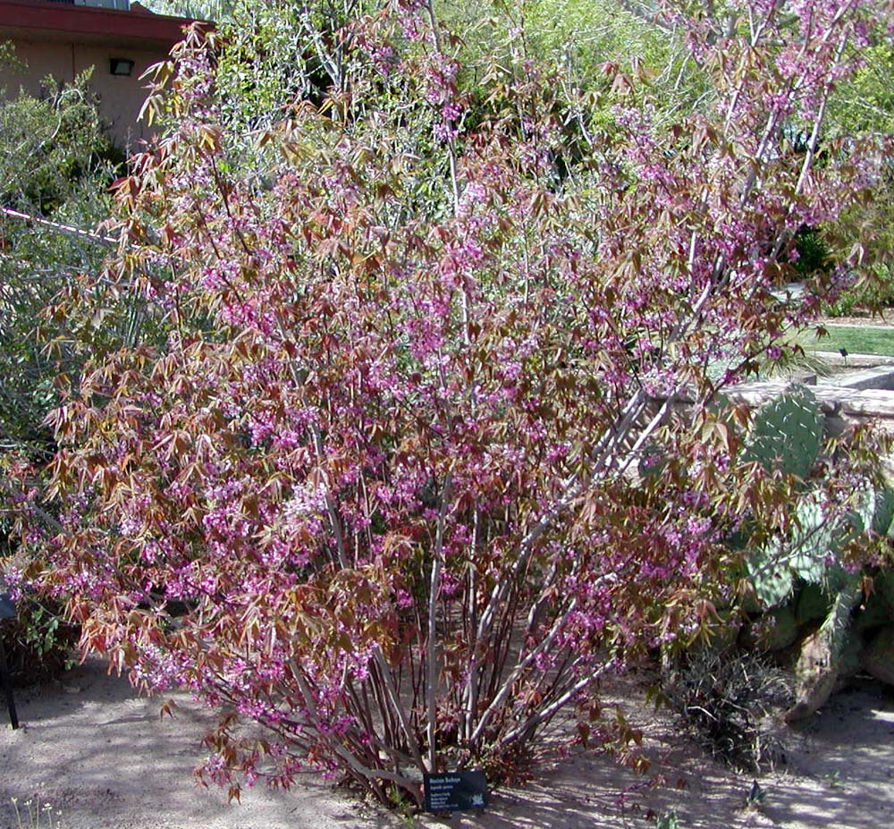 Mexican Buckeye (Ungnadia speciosa) - PlantNative.org Mexican buckeye (Ungnadia speciosa) multi-stemmed shrub covered in pink spring flowers