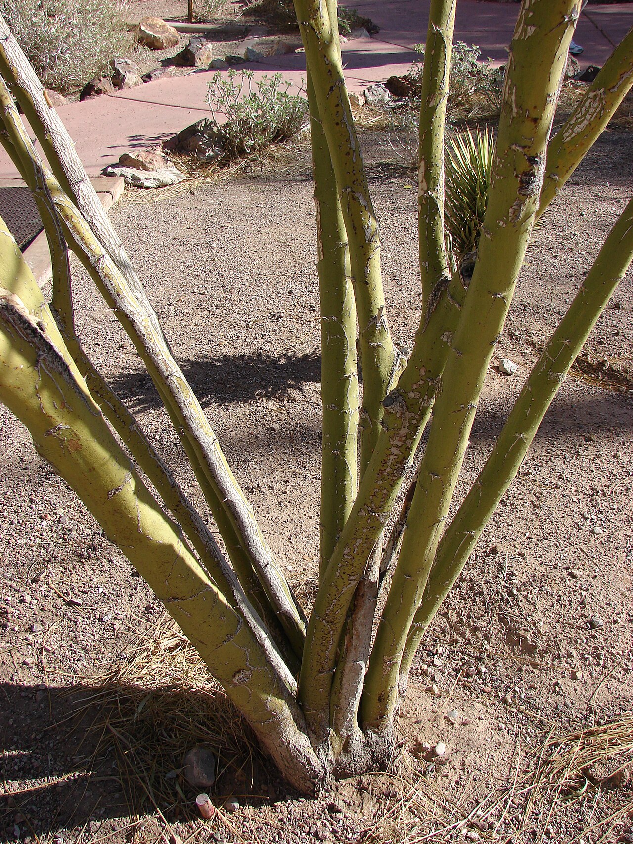 Smooth yellow-green photosynthetic bark and multiple trunks of Mexican palo verde