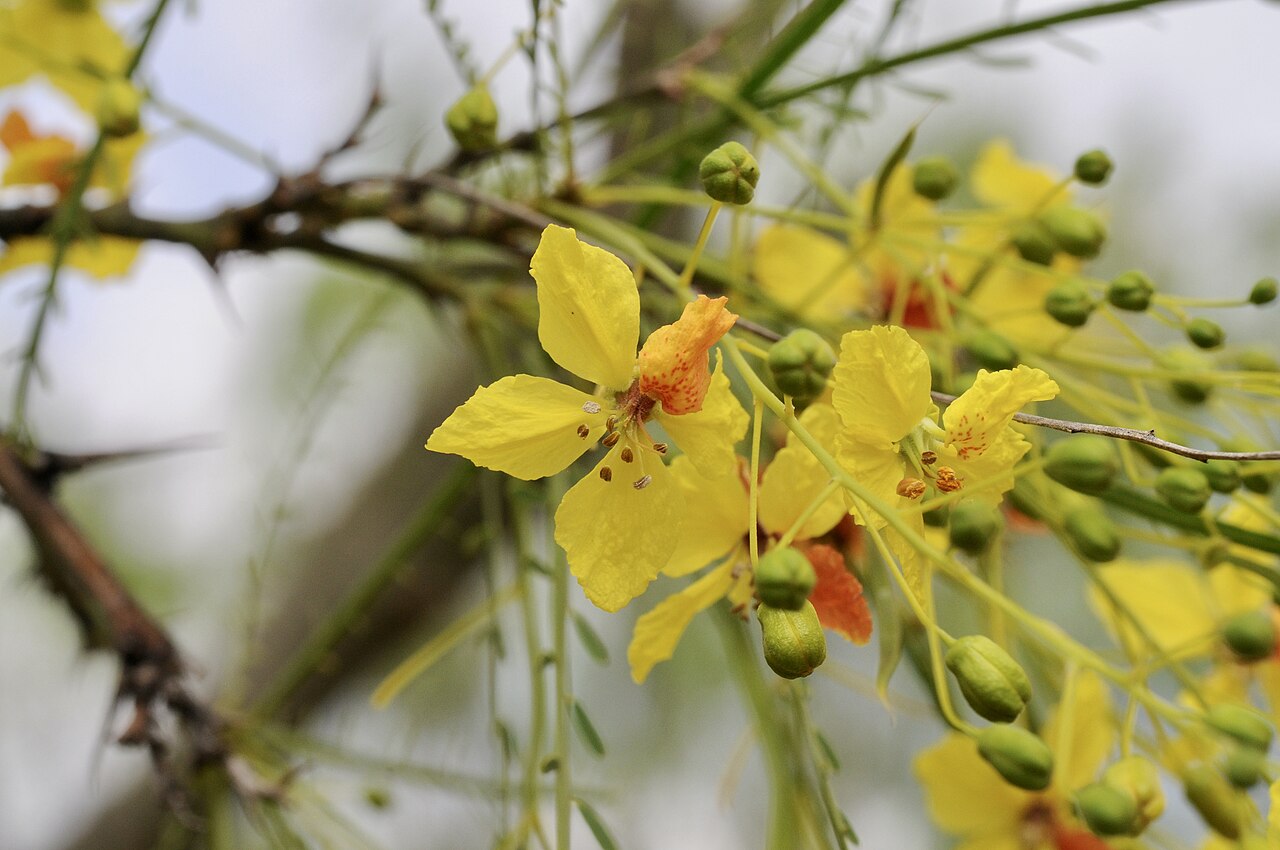 Close-up of Mexican palo verde yellow flowers with orange-red petal markings and sharp spines on the branch