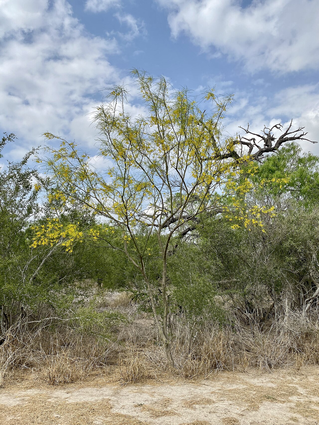 Mexican palo verde (Parkinsonia aculeata) full tree habit with drooping branches and yellow flowers growing in south Texas brushland